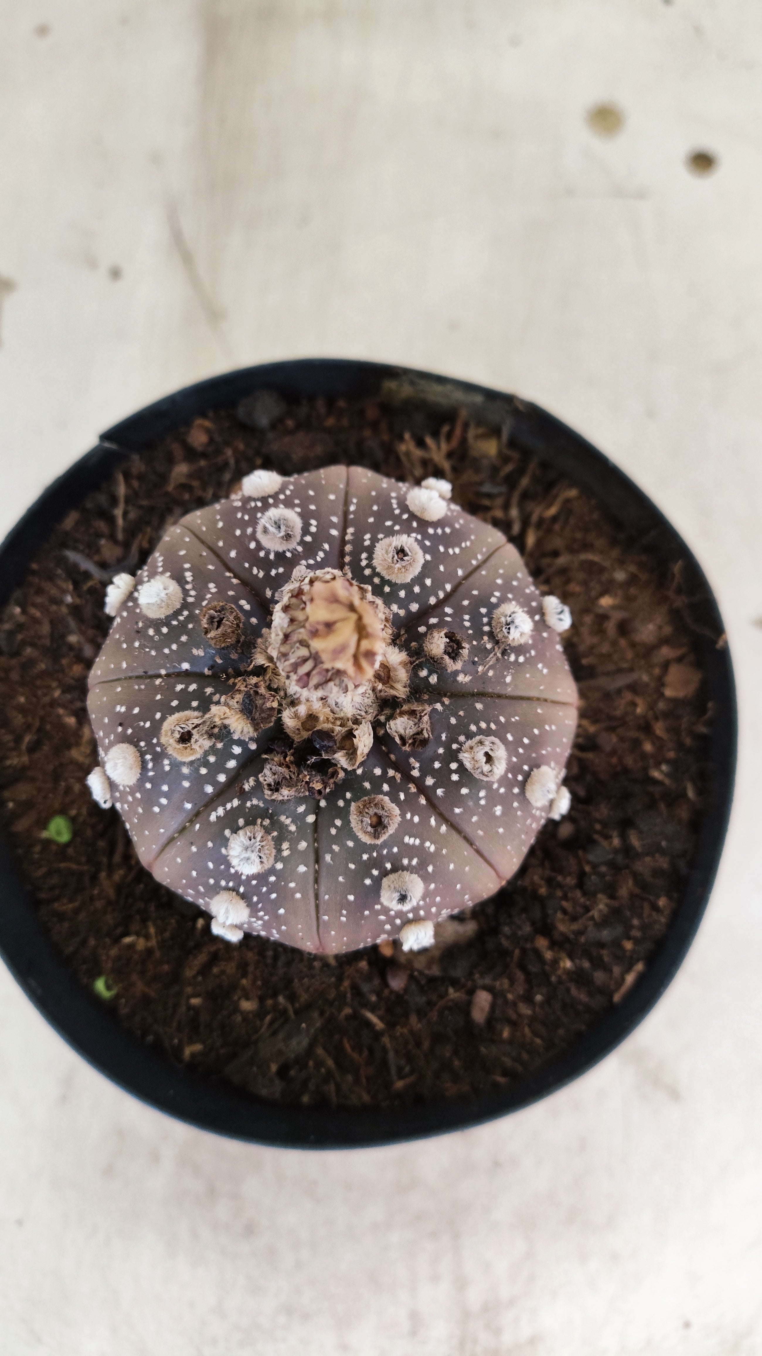 MATRIZ ASTROPHYTUM ASTERIAS “Purple”  Nº 43 – vaso 15