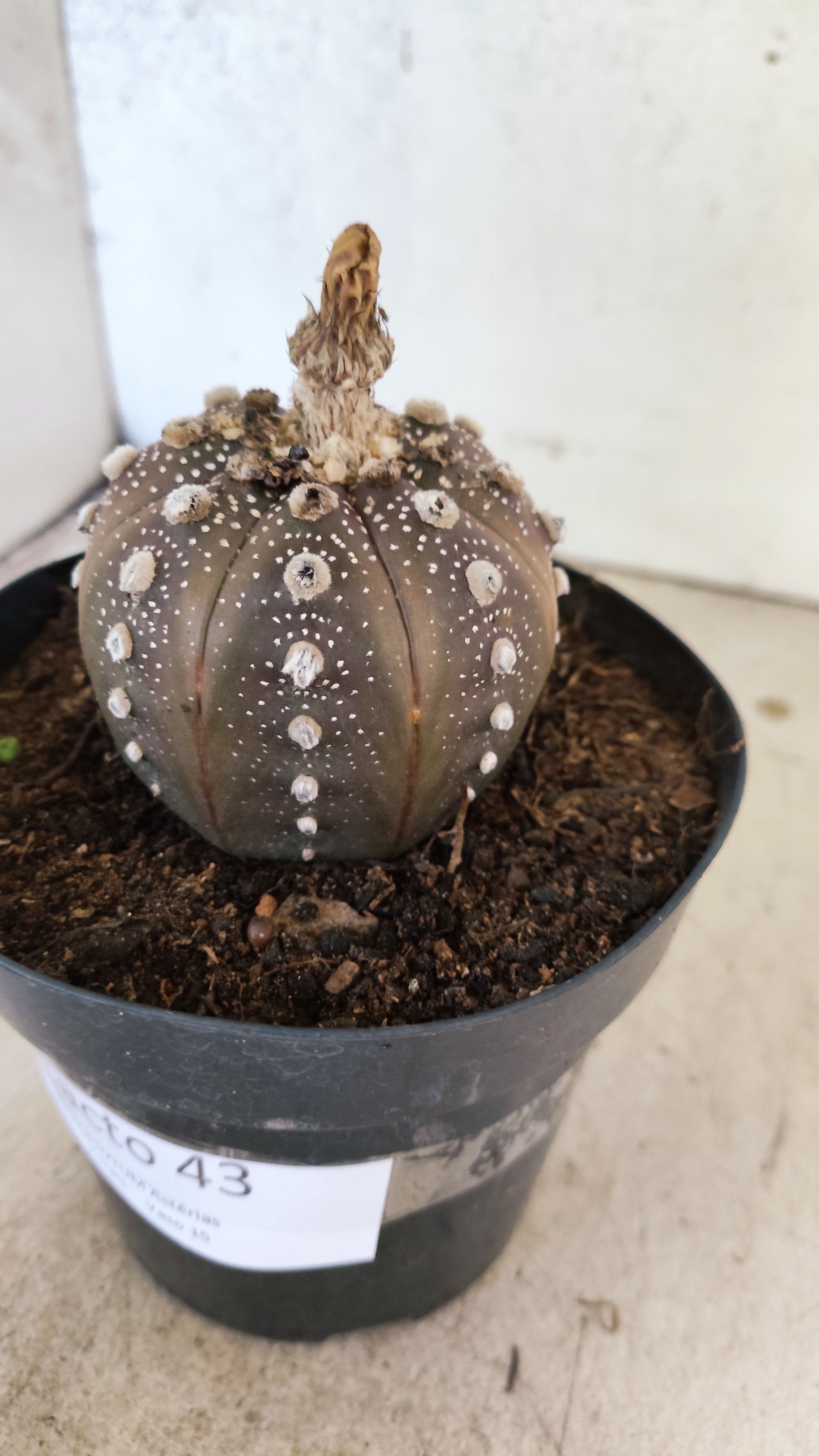 MATRIZ ASTROPHYTUM ASTERIAS “Purple”  Nº 43 – vaso 15