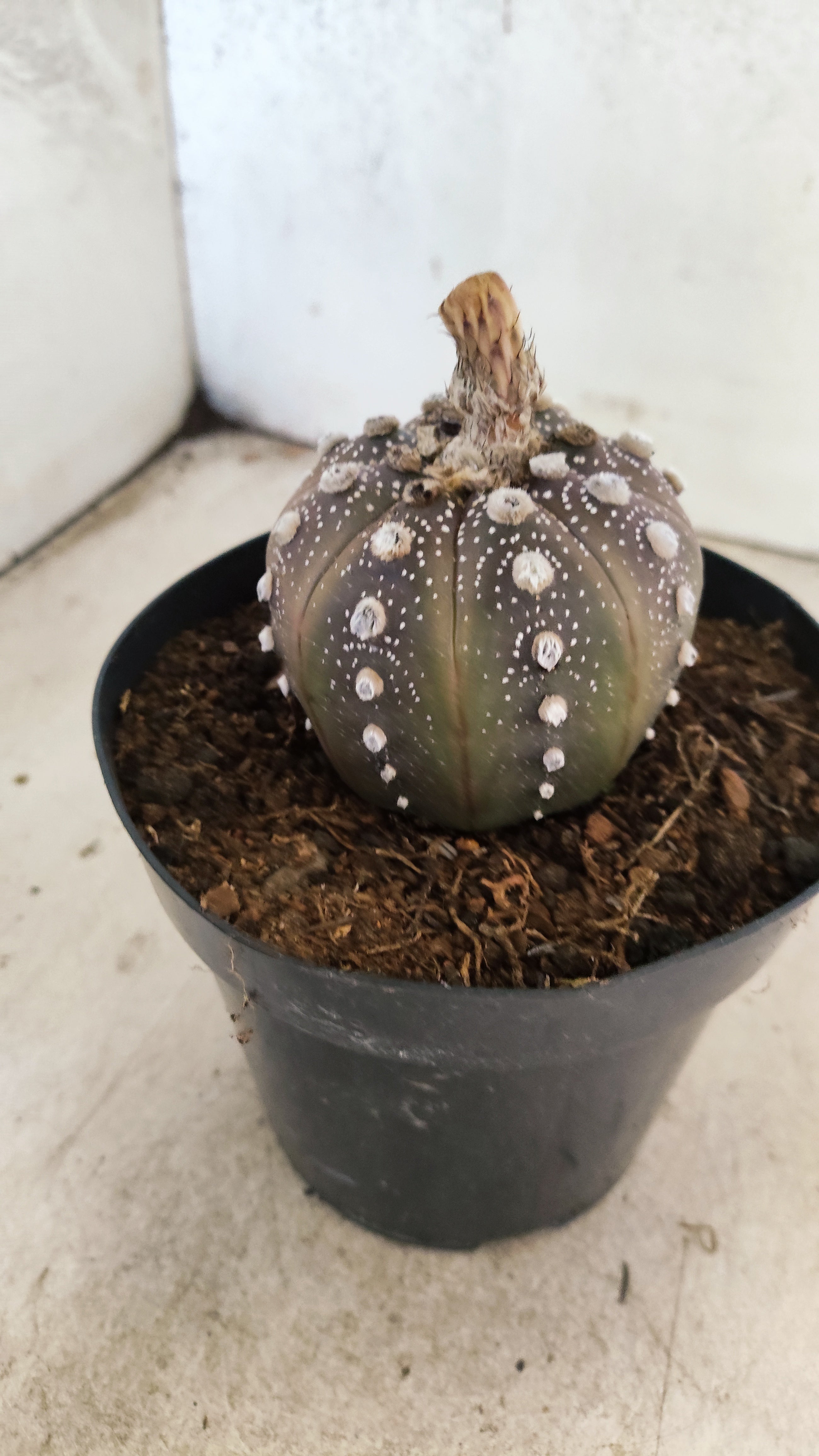 MATRIZ ASTROPHYTUM ASTERIAS “Purple”  Nº 43 – vaso 15