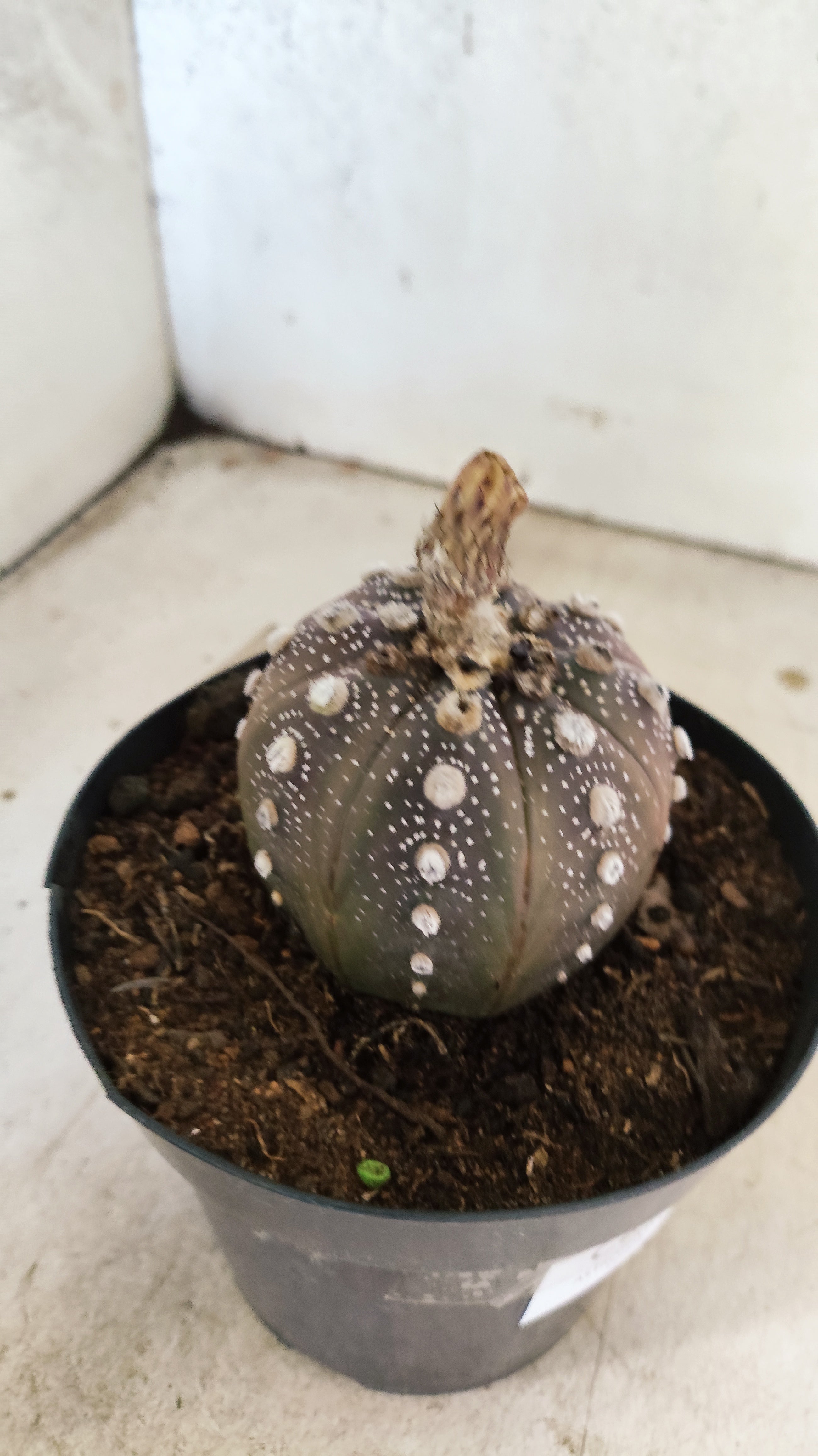 MATRIZ ASTROPHYTUM ASTERIAS “Purple”  Nº 43 – vaso 15