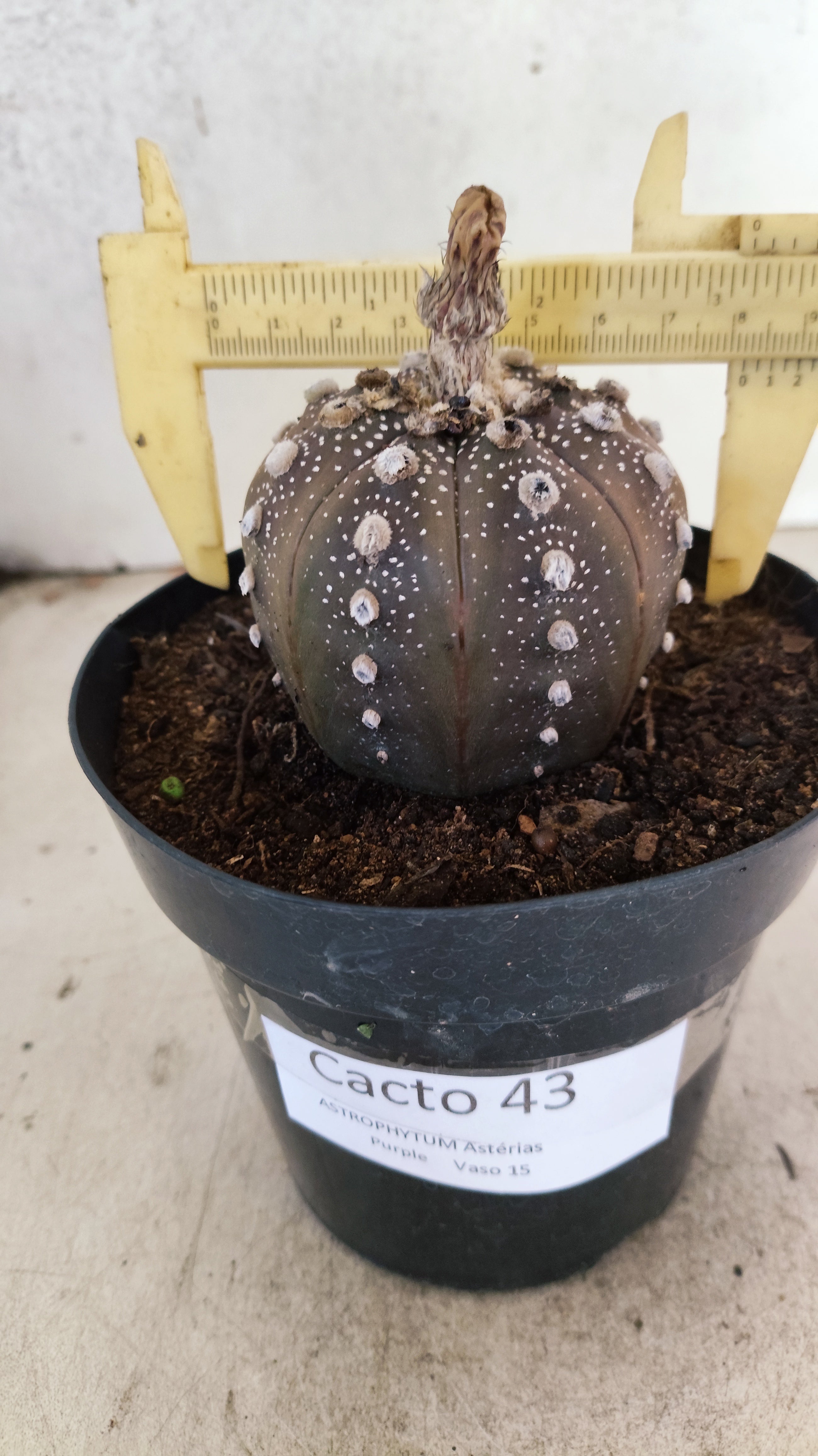MATRIZ ASTROPHYTUM ASTERIAS “Purple”  Nº 43 – vaso 15
