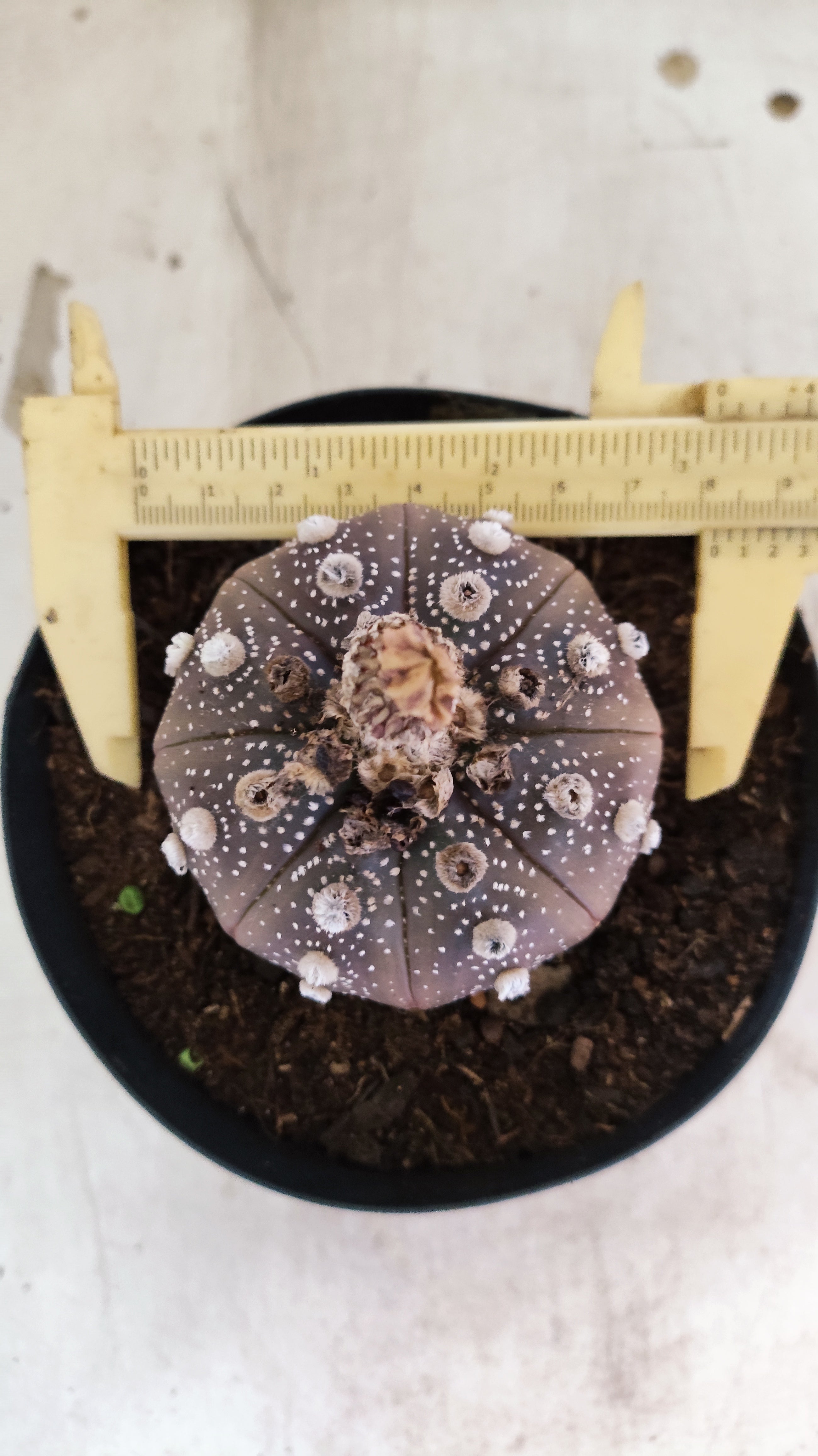 MATRIZ ASTROPHYTUM ASTERIAS “Purple”  Nº 43 – vaso 15