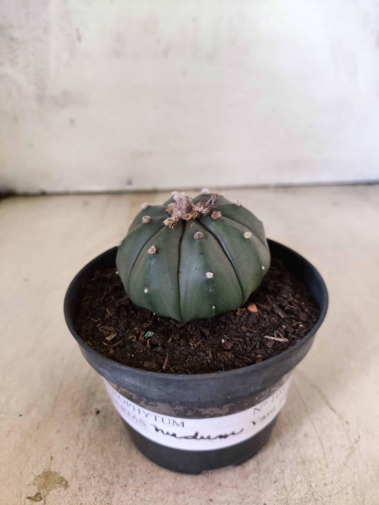 MATRIZ ASTROPHYTUM ASTERIAS "NUDUM" Nº 1087 – vaso 11 - foto 2