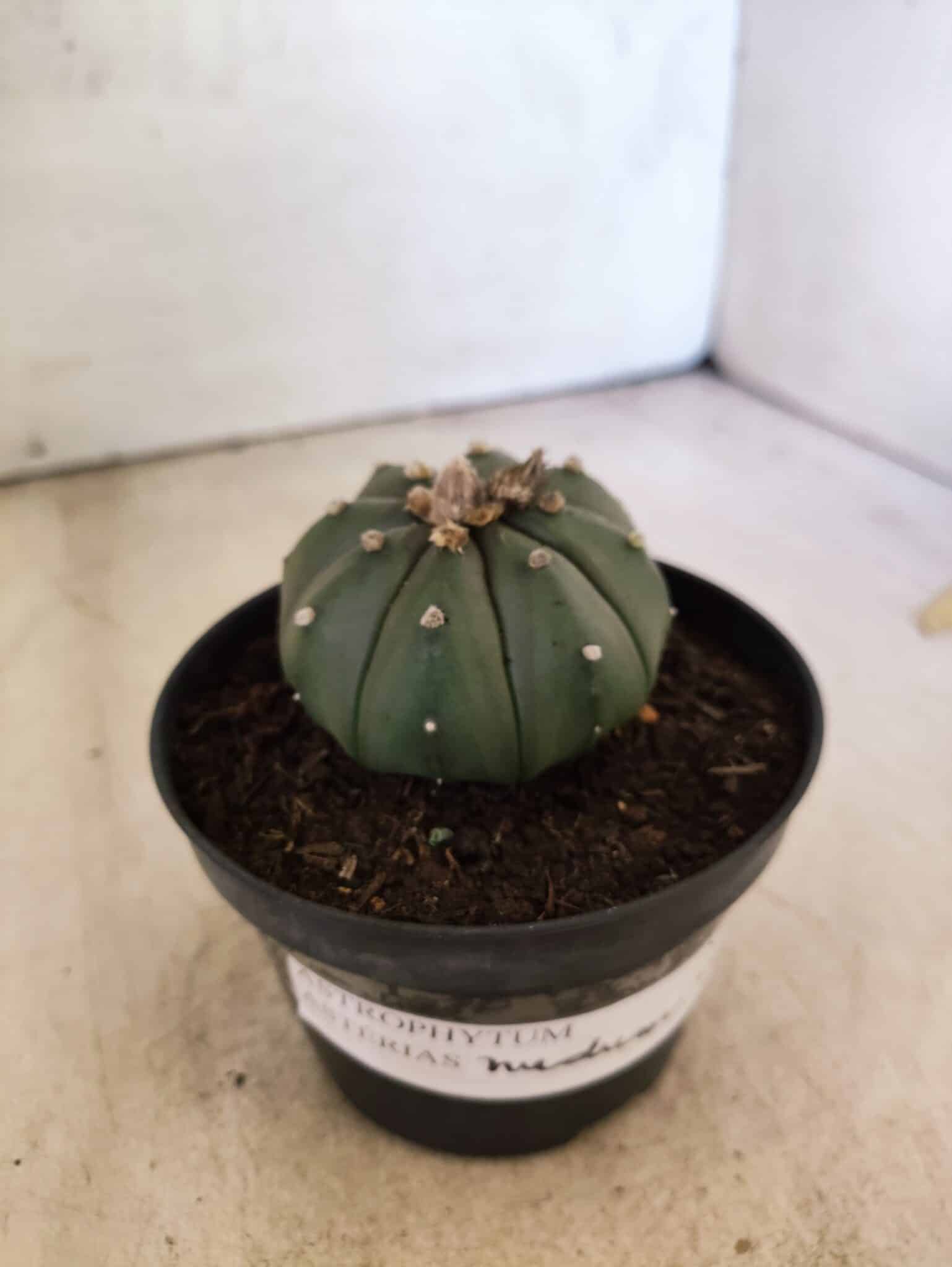 MATRIZ ASTROPHYTUM ASTERIAS "NUDUM" Nº 1087 – vaso 11 - foto 9