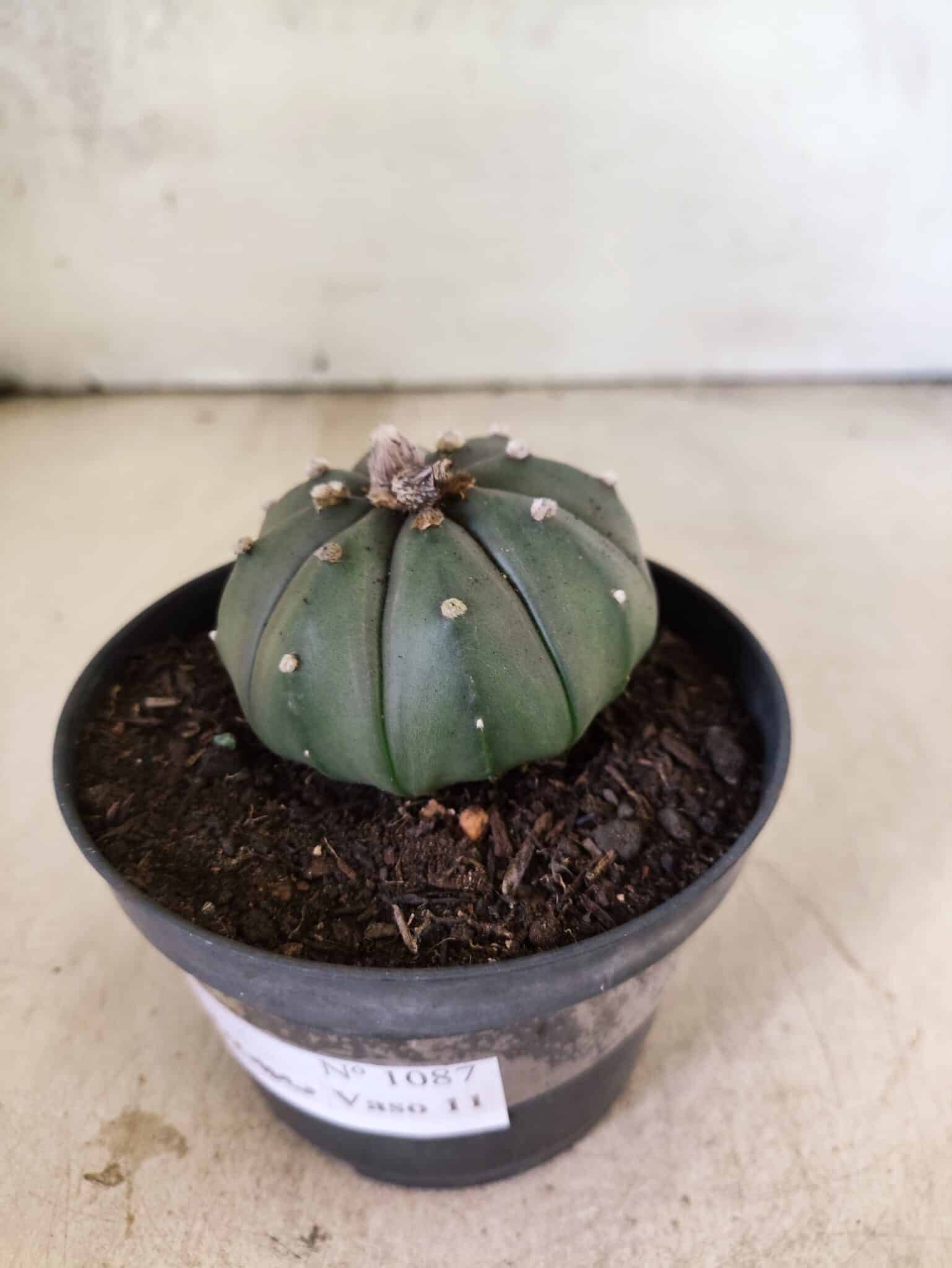 MATRIZ ASTROPHYTUM ASTERIAS "NUDUM" Nº 1087 – vaso 11 - foto 8