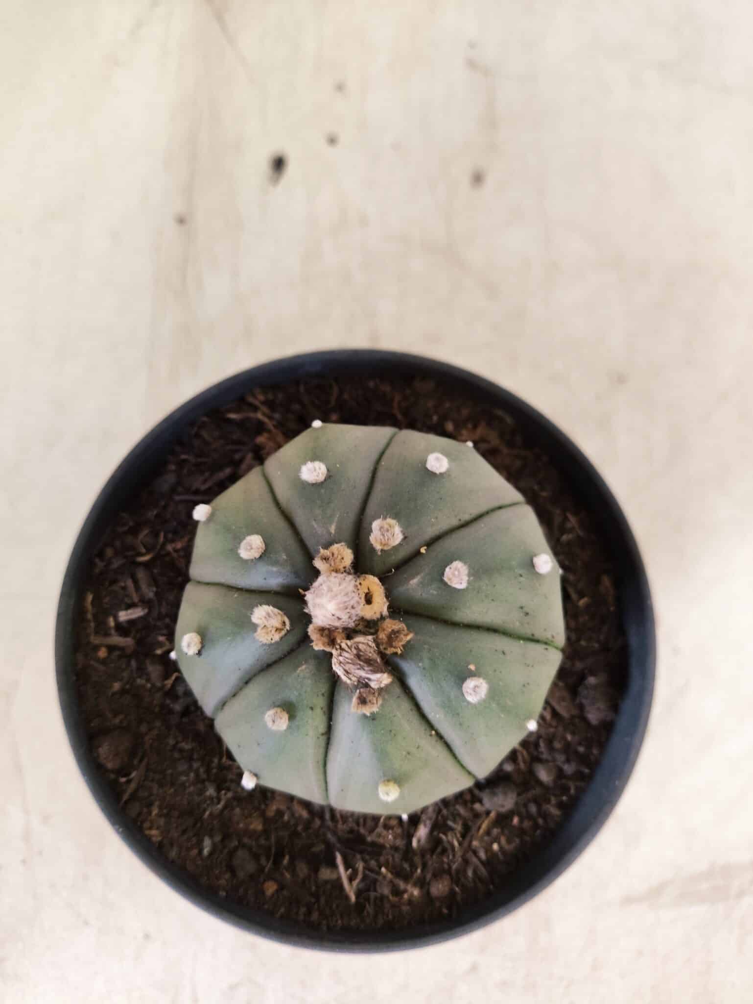 MATRIZ ASTROPHYTUM ASTERIAS "NUDUM" Nº 1087 – vaso 11 - foto 3