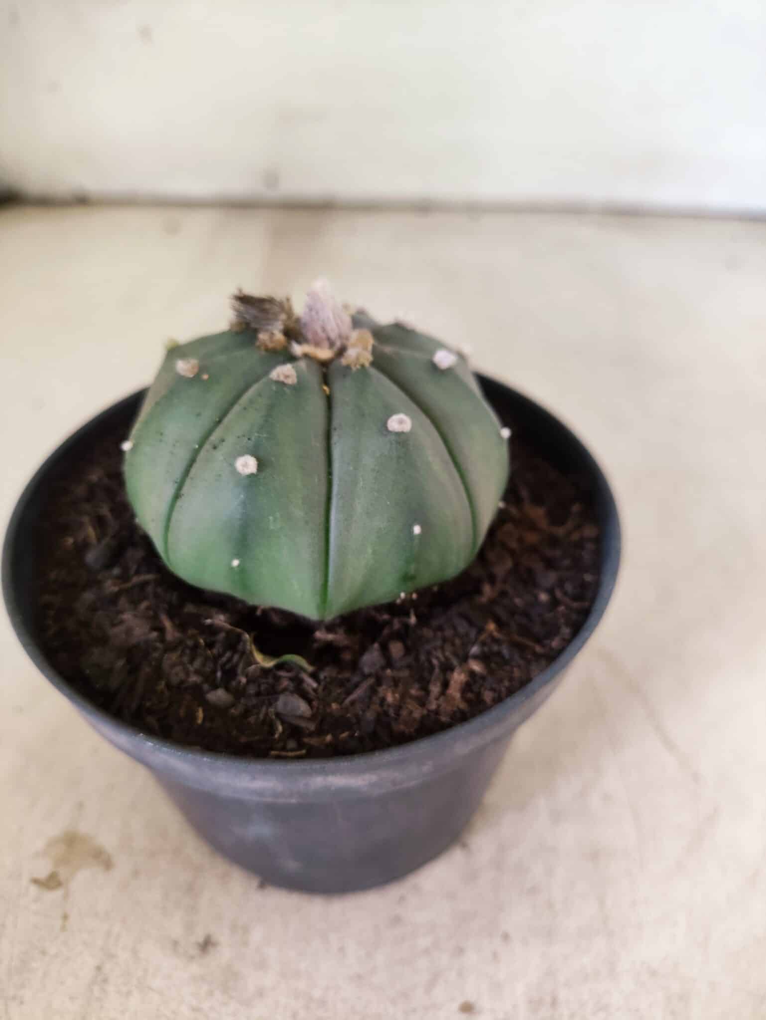 MATRIZ ASTROPHYTUM ASTERIAS "NUDUM" Nº 1087 – vaso 11 - foto 7