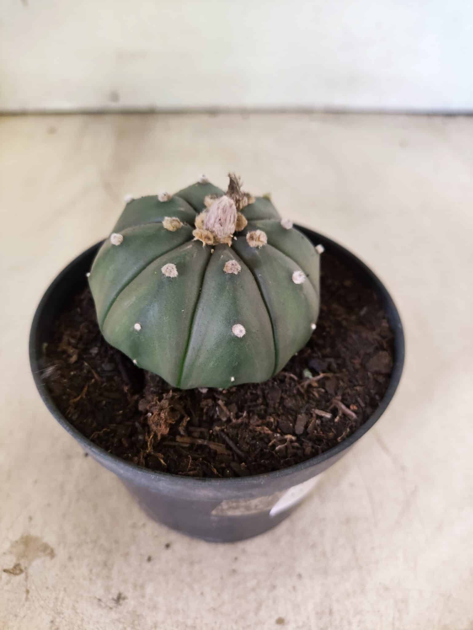 MATRIZ ASTROPHYTUM ASTERIAS "NUDUM" Nº 1087 – vaso 11 - foto 6