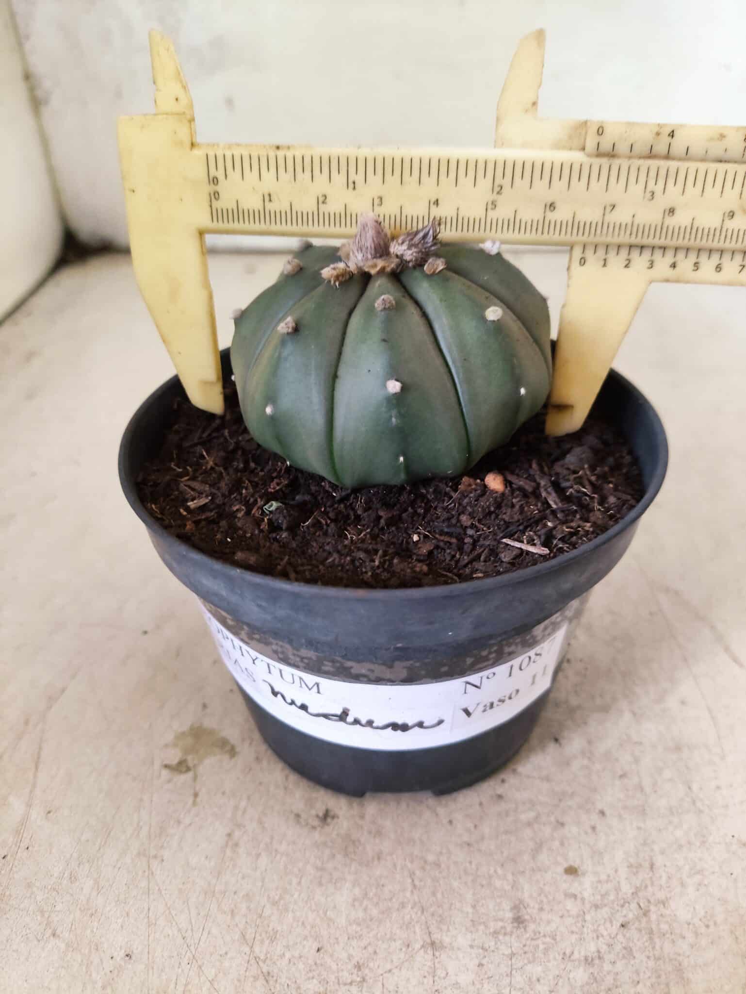 MATRIZ ASTROPHYTUM ASTERIAS "NUDUM" Nº 1087 – vaso 11 - foto 4