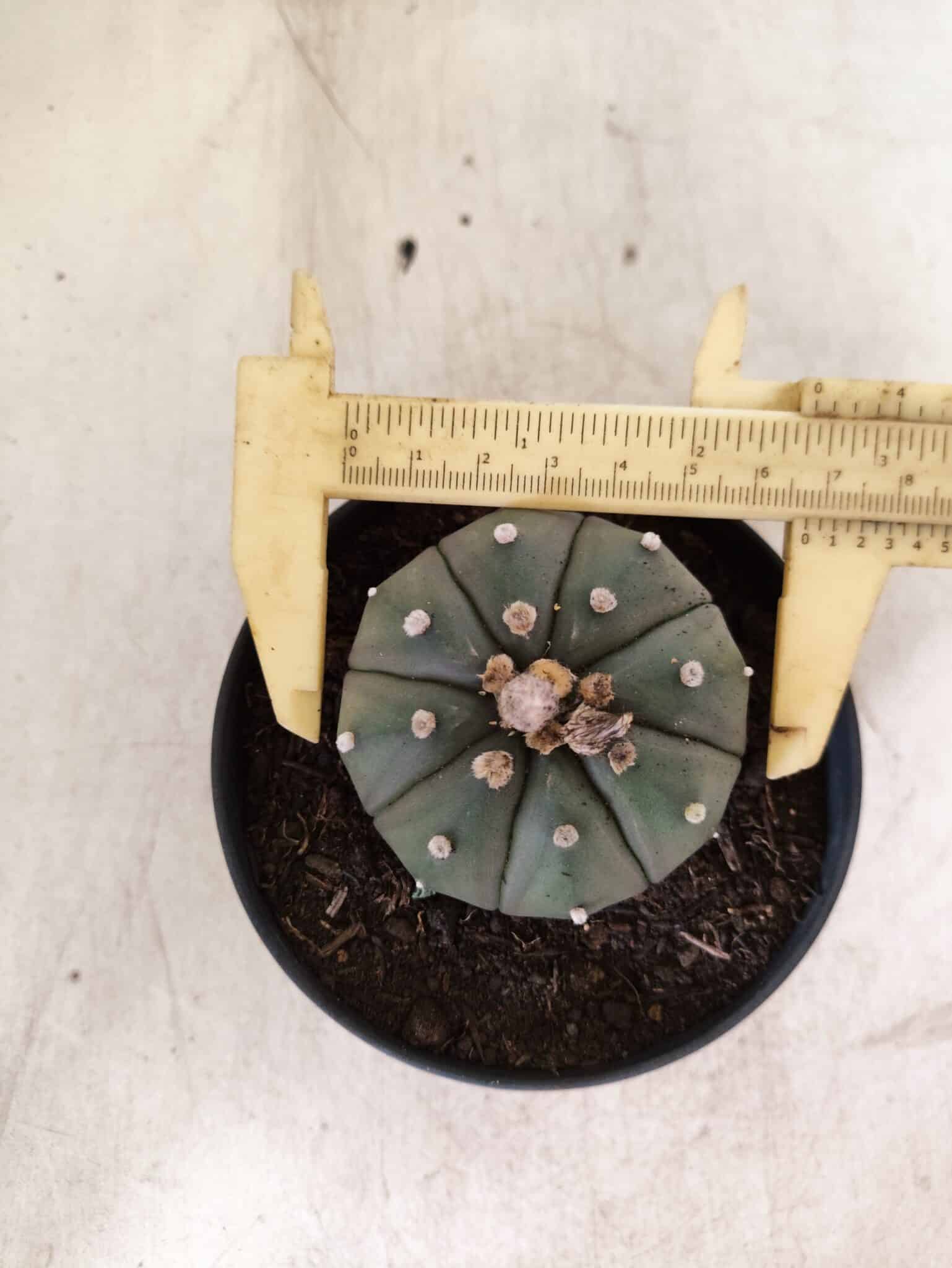 MATRIZ ASTROPHYTUM ASTERIAS "NUDUM" Nº 1087 – vaso 11 - foto 5