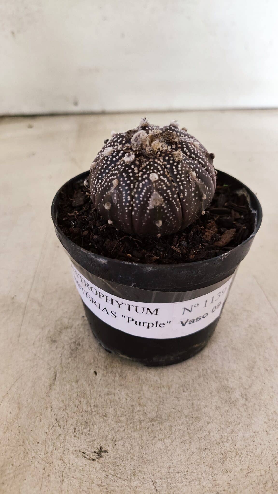 ASTROPHYTUM ASTERIAS “Purple”  Nº 1139 – vaso 09 - foto 2