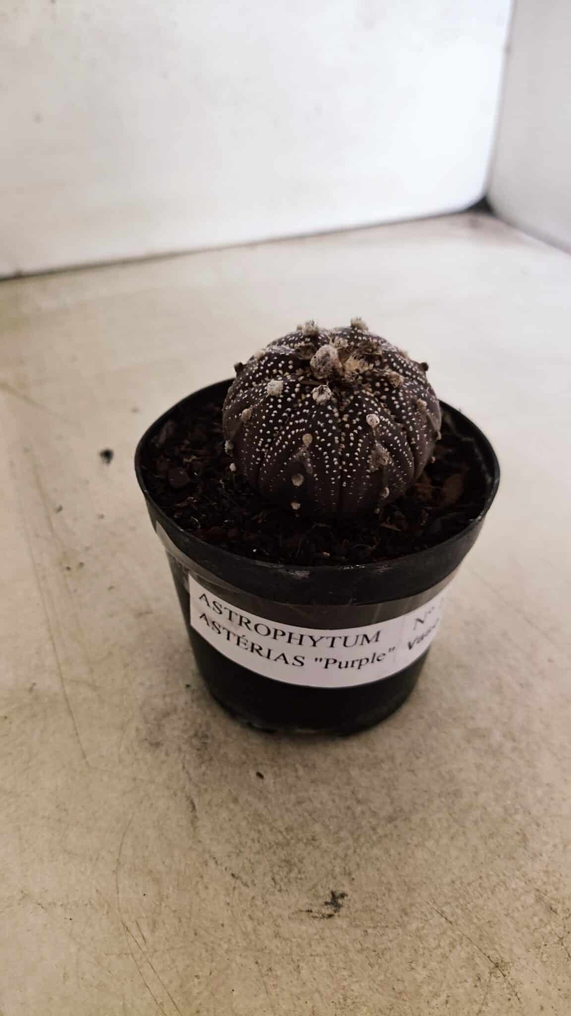ASTROPHYTUM ASTERIAS “Purple”  Nº 1139 – vaso 09 - foto 9