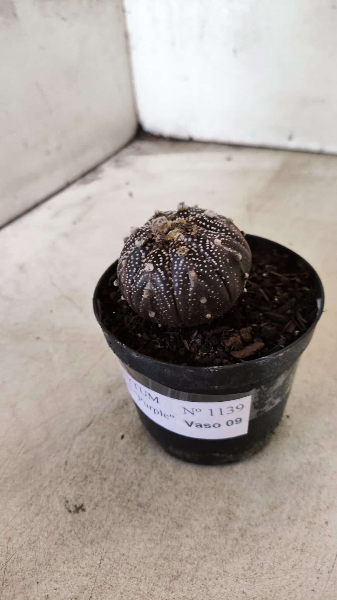 ASTROPHYTUM ASTERIAS “Purple”  Nº 1139 – vaso 09 - foto 8