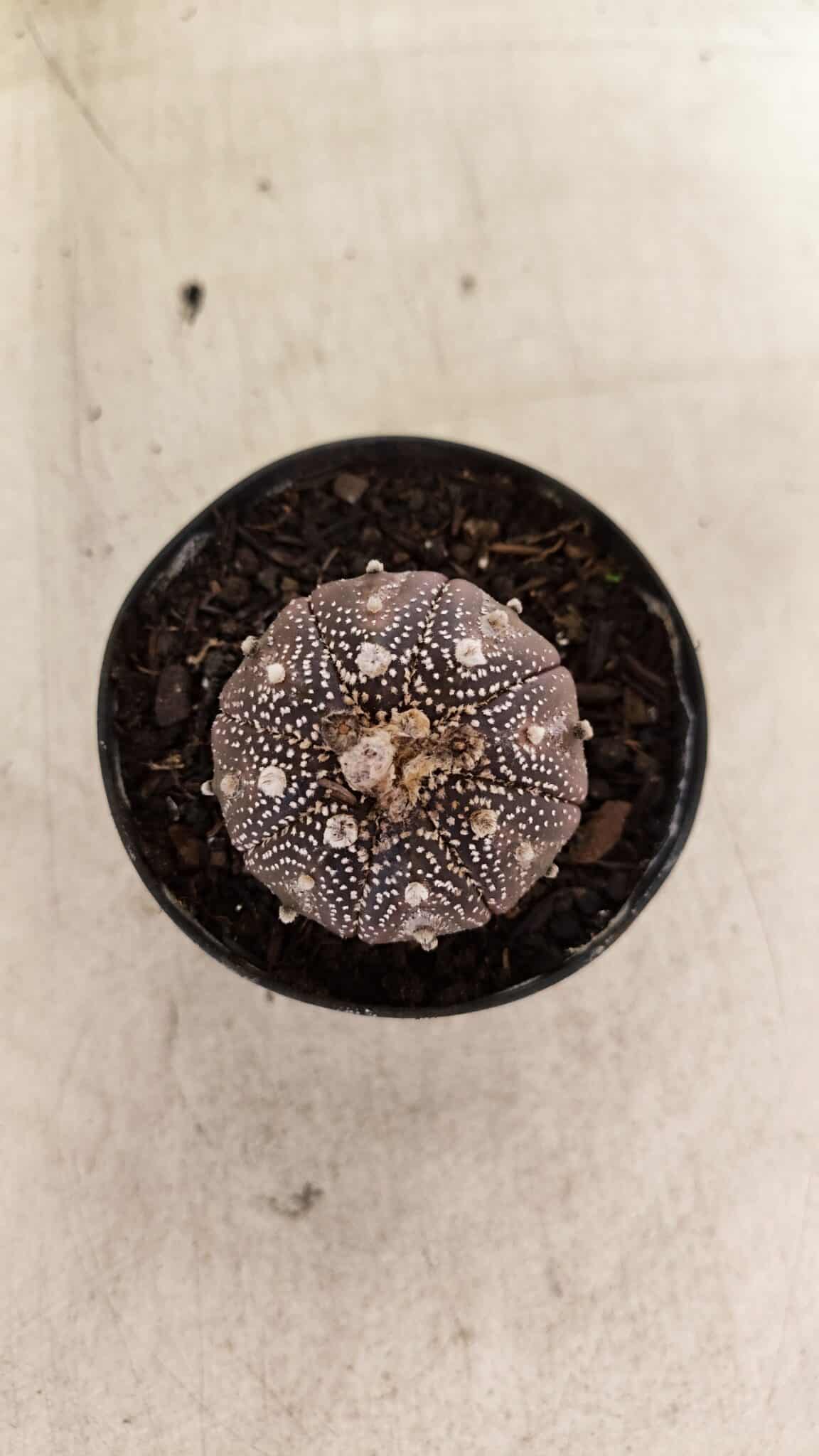 ASTROPHYTUM ASTERIAS “Purple”  Nº 1139 – vaso 09 - foto 3