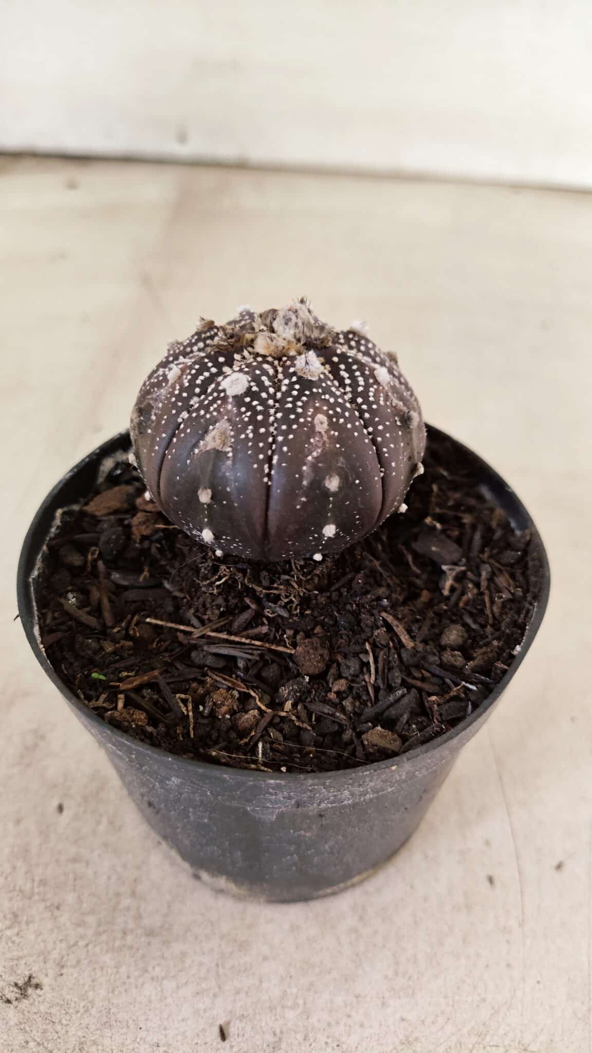 ASTROPHYTUM ASTERIAS “Purple”  Nº 1139 – vaso 09 - foto 7