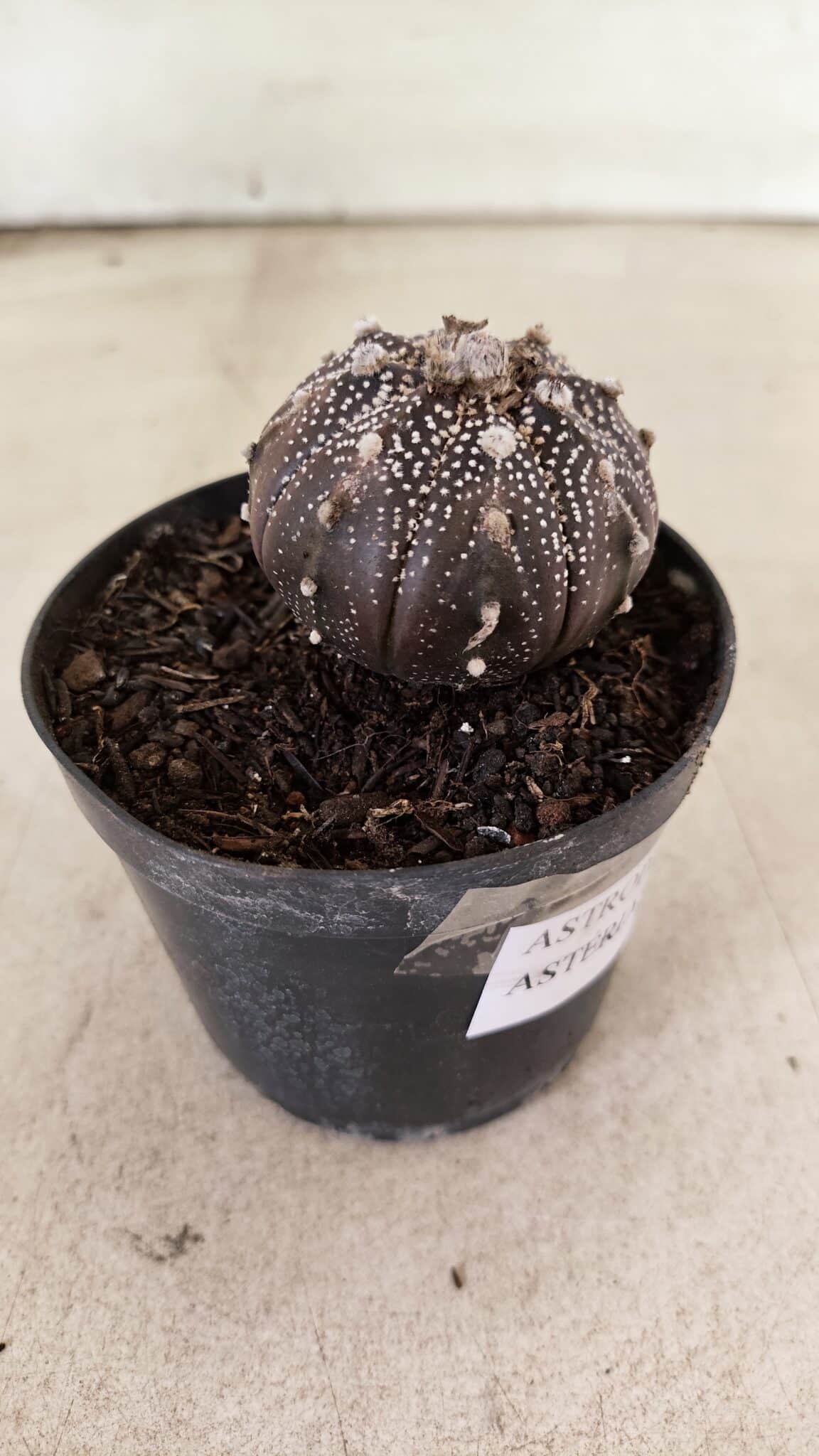 ASTROPHYTUM ASTERIAS “Purple”  Nº 1139 – vaso 09 - foto 6