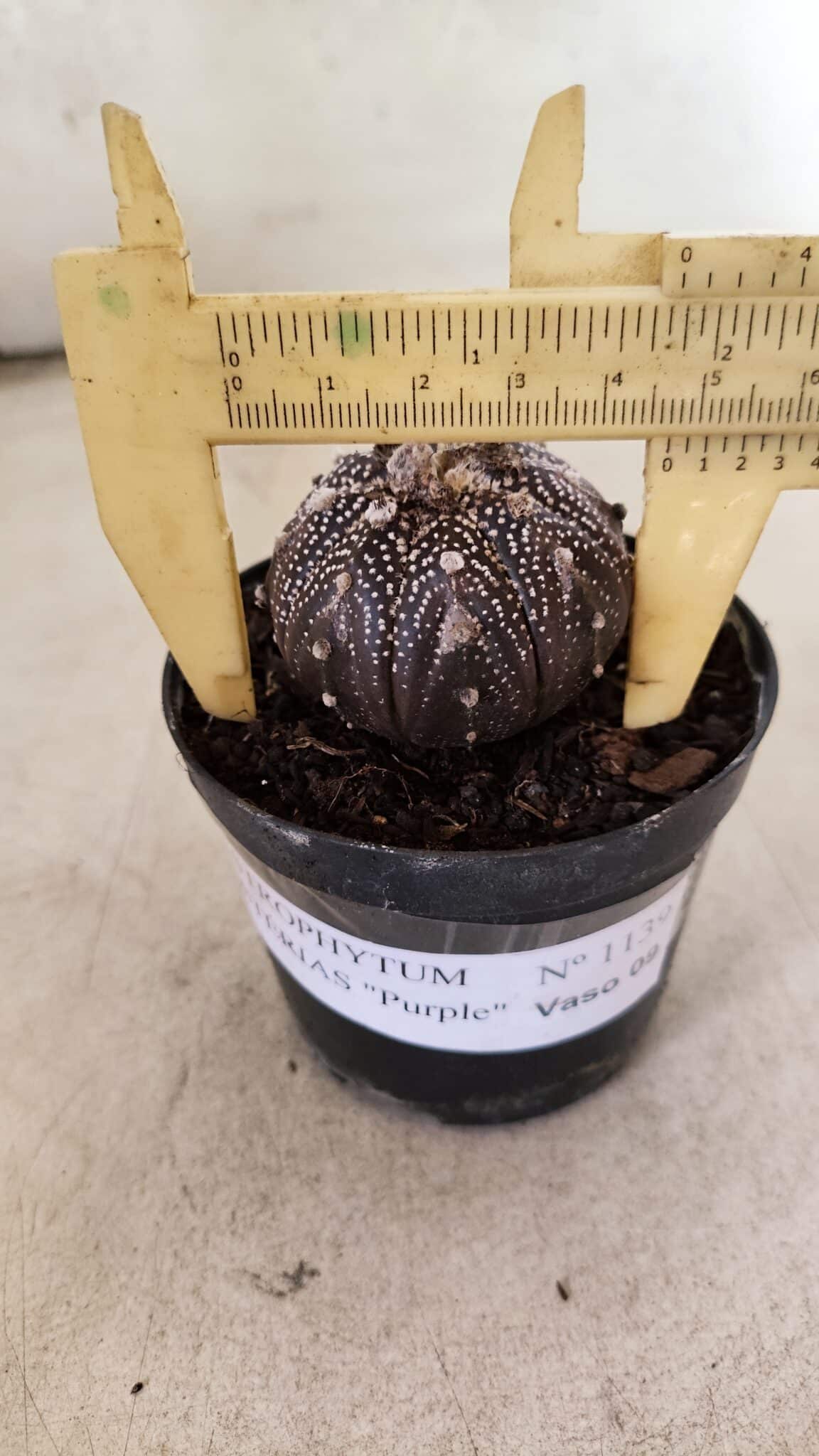 ASTROPHYTUM ASTERIAS “Purple”  Nº 1139 – vaso 09 - foto 4