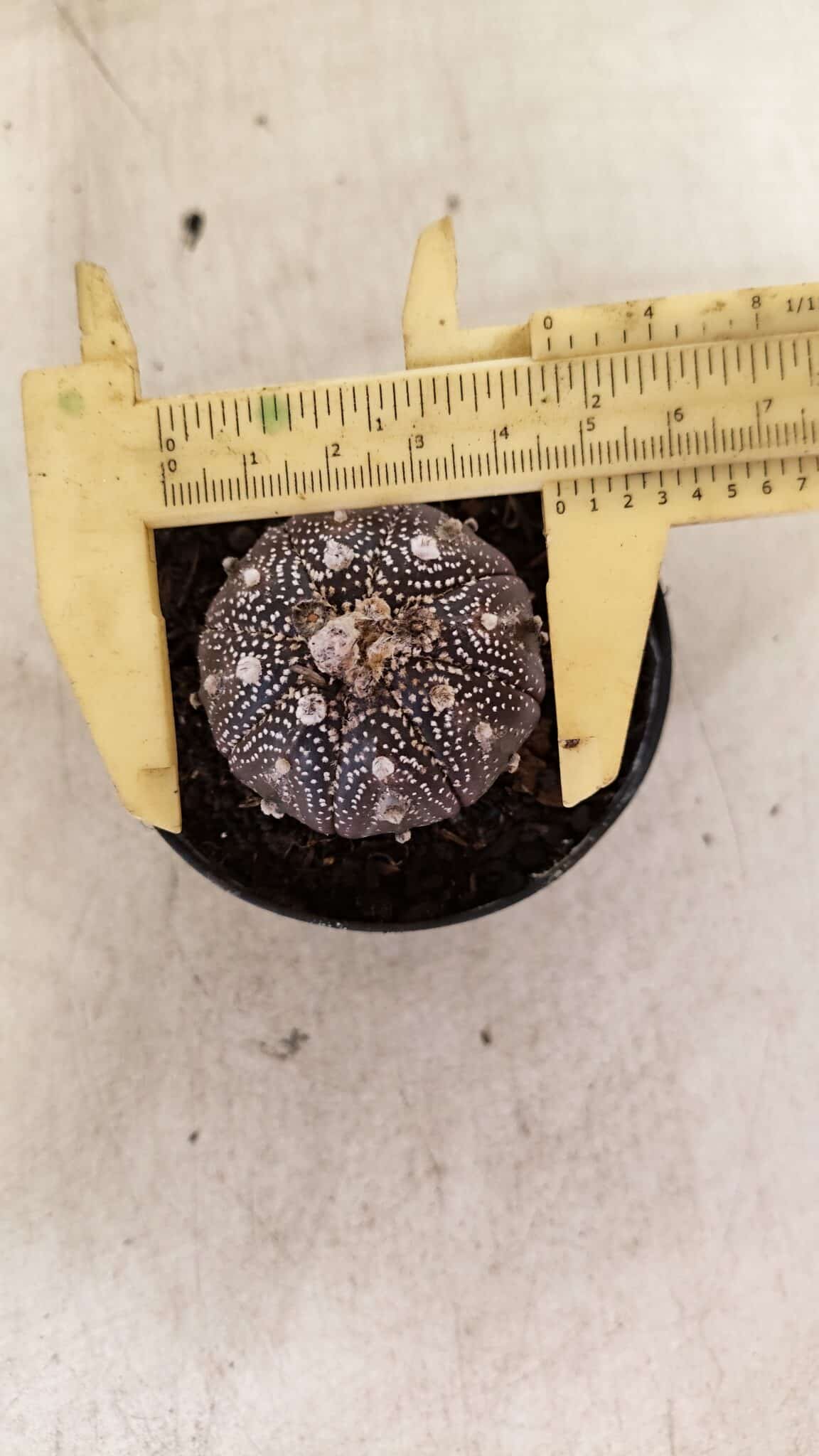 ASTROPHYTUM ASTERIAS “Purple”  Nº 1139 – vaso 09 - foto 5
