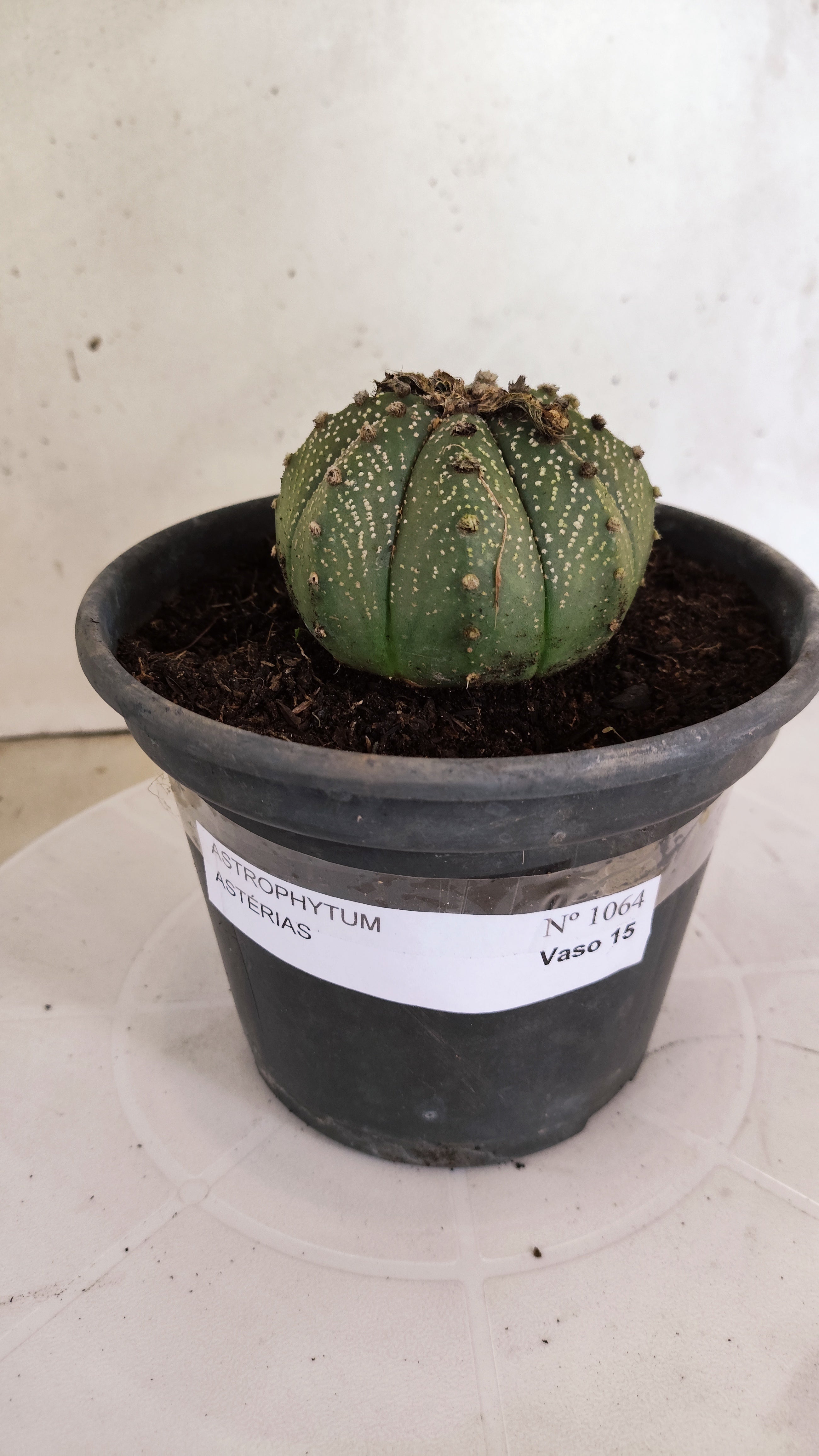 ASTROPHYTUM ASTERIAS   Nº 1064 – vaso 15