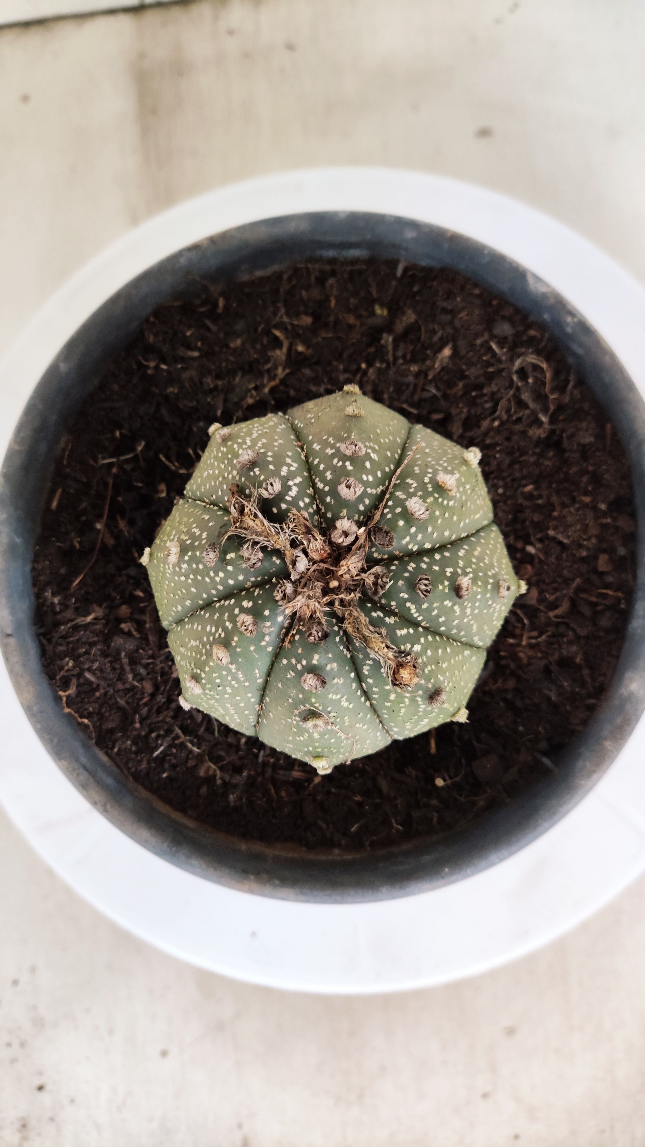 ASTROPHYTUM ASTERIAS   Nº 1064 – vaso 15