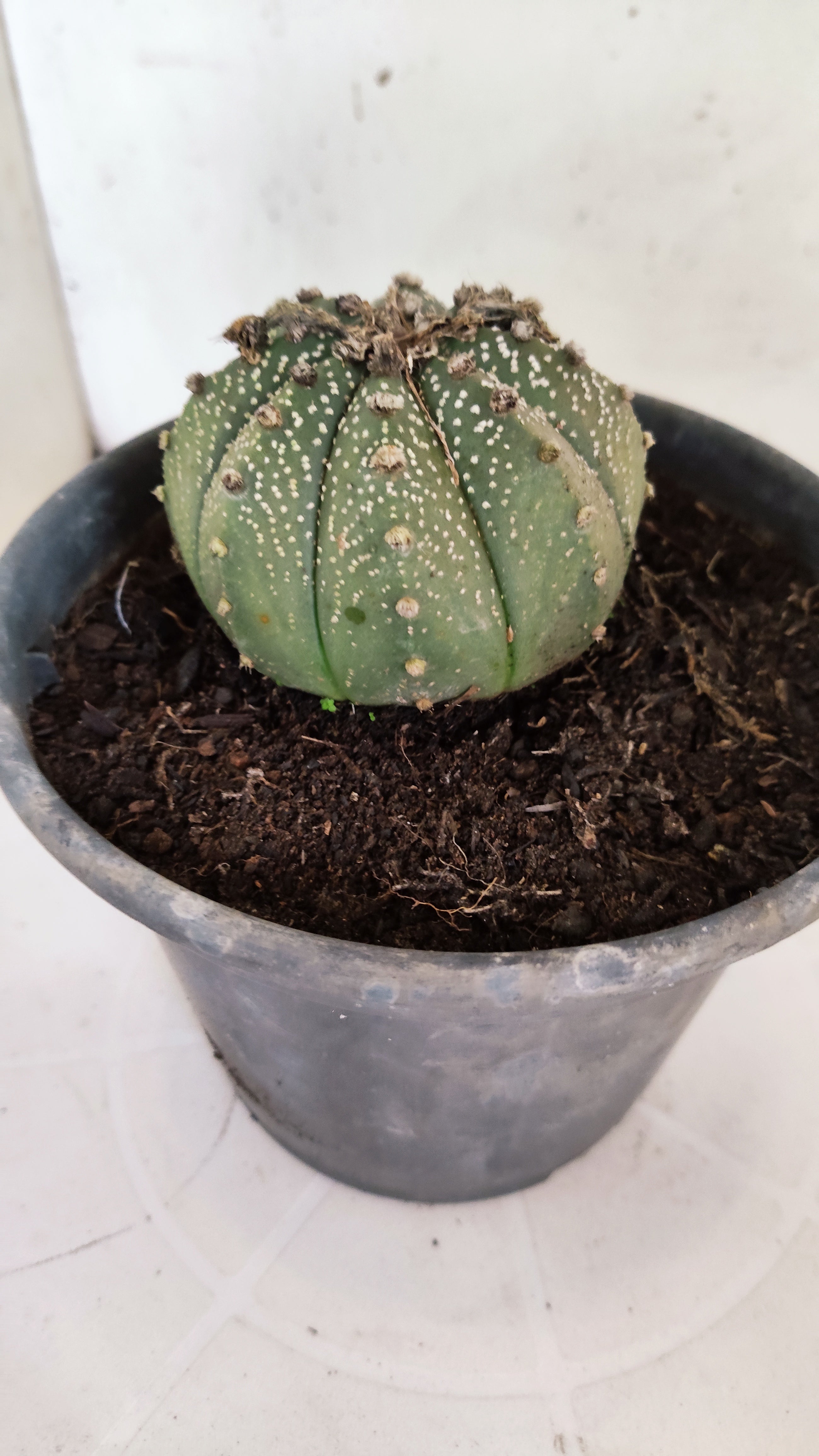 ASTROPHYTUM ASTERIAS   Nº 1064 – vaso 15