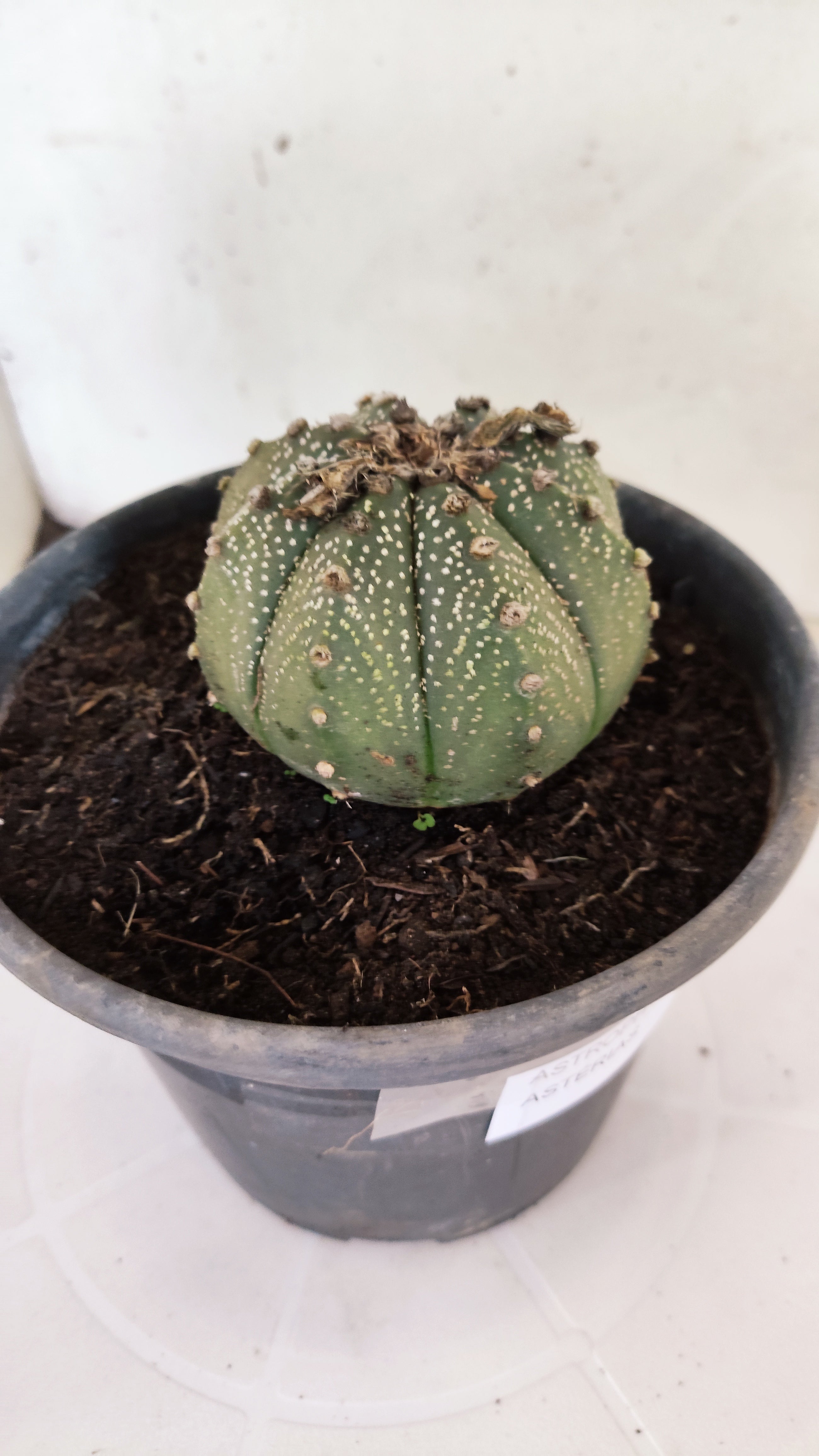ASTROPHYTUM ASTERIAS   Nº 1064 – vaso 15