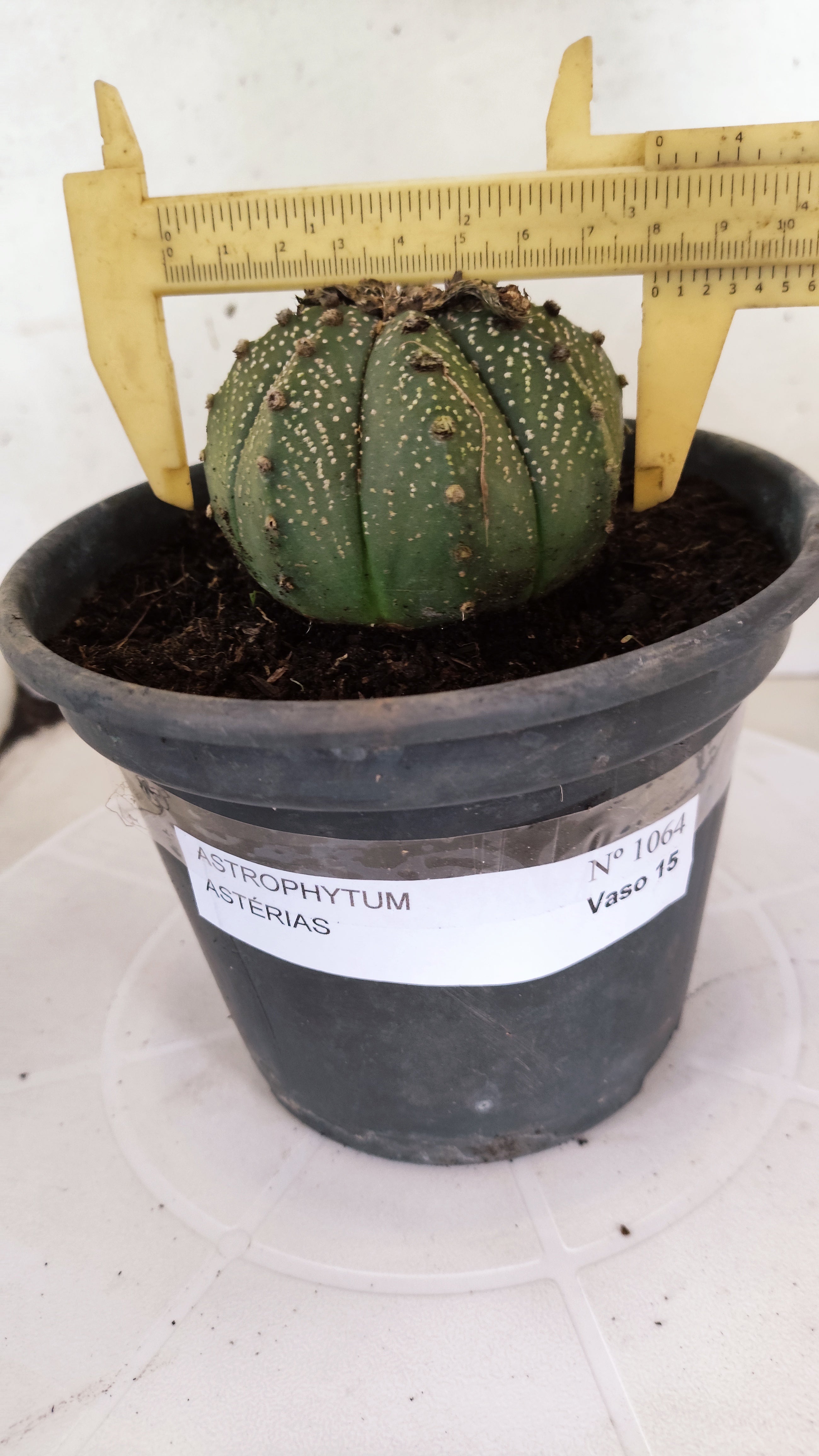 ASTROPHYTUM ASTERIAS   Nº 1064 – vaso 15