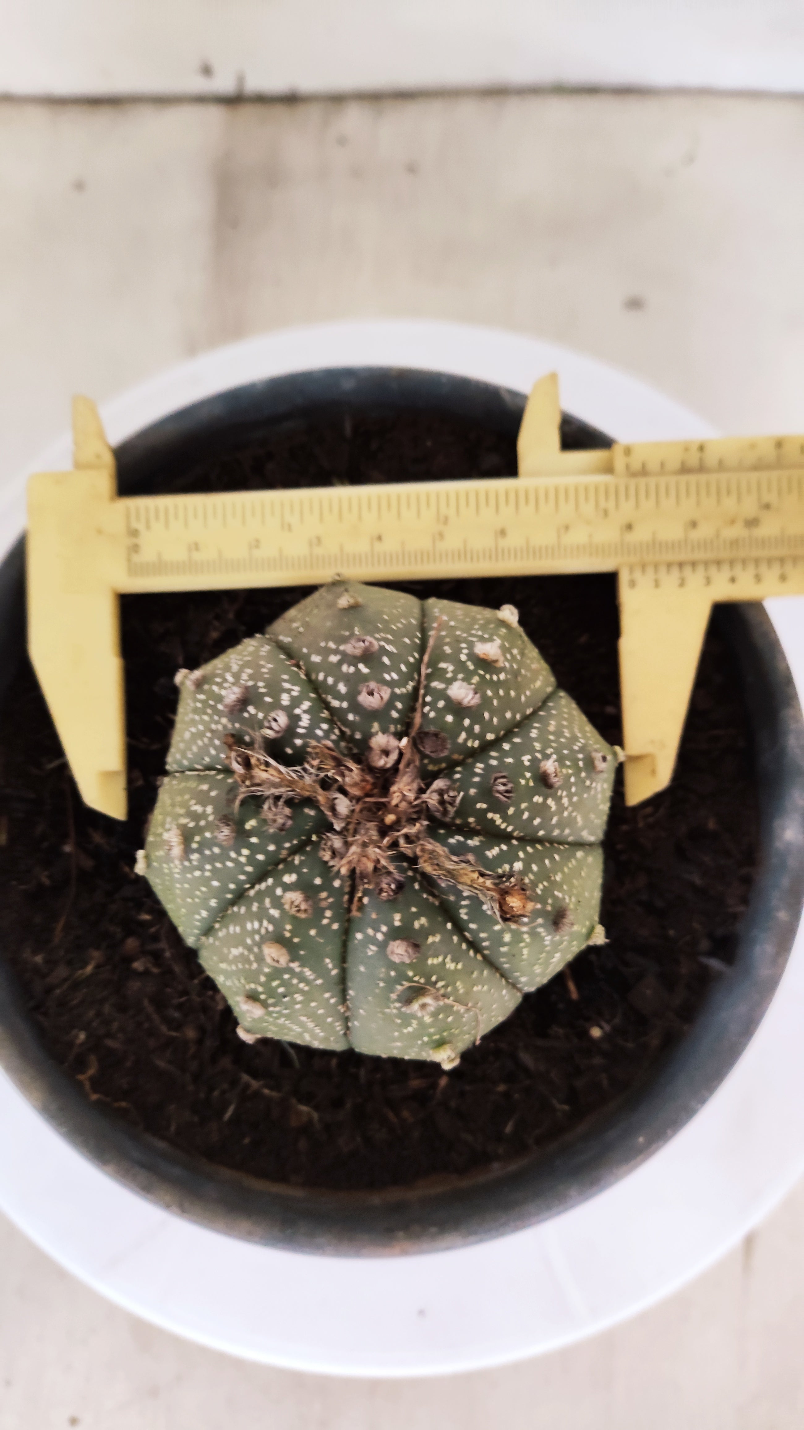 ASTROPHYTUM ASTERIAS   Nº 1064 – vaso 15