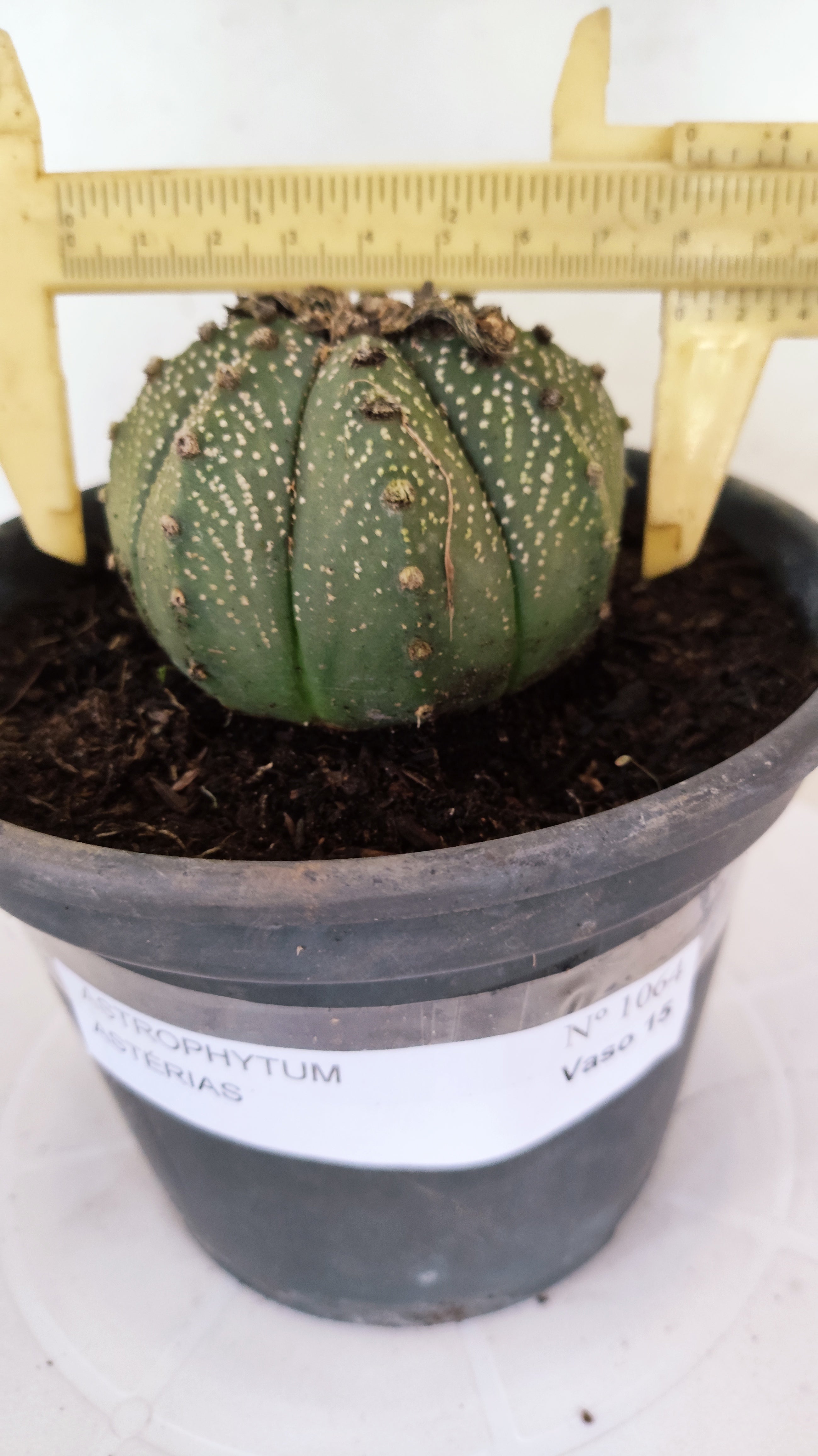 ASTROPHYTUM ASTERIAS   Nº 1064 – vaso 15