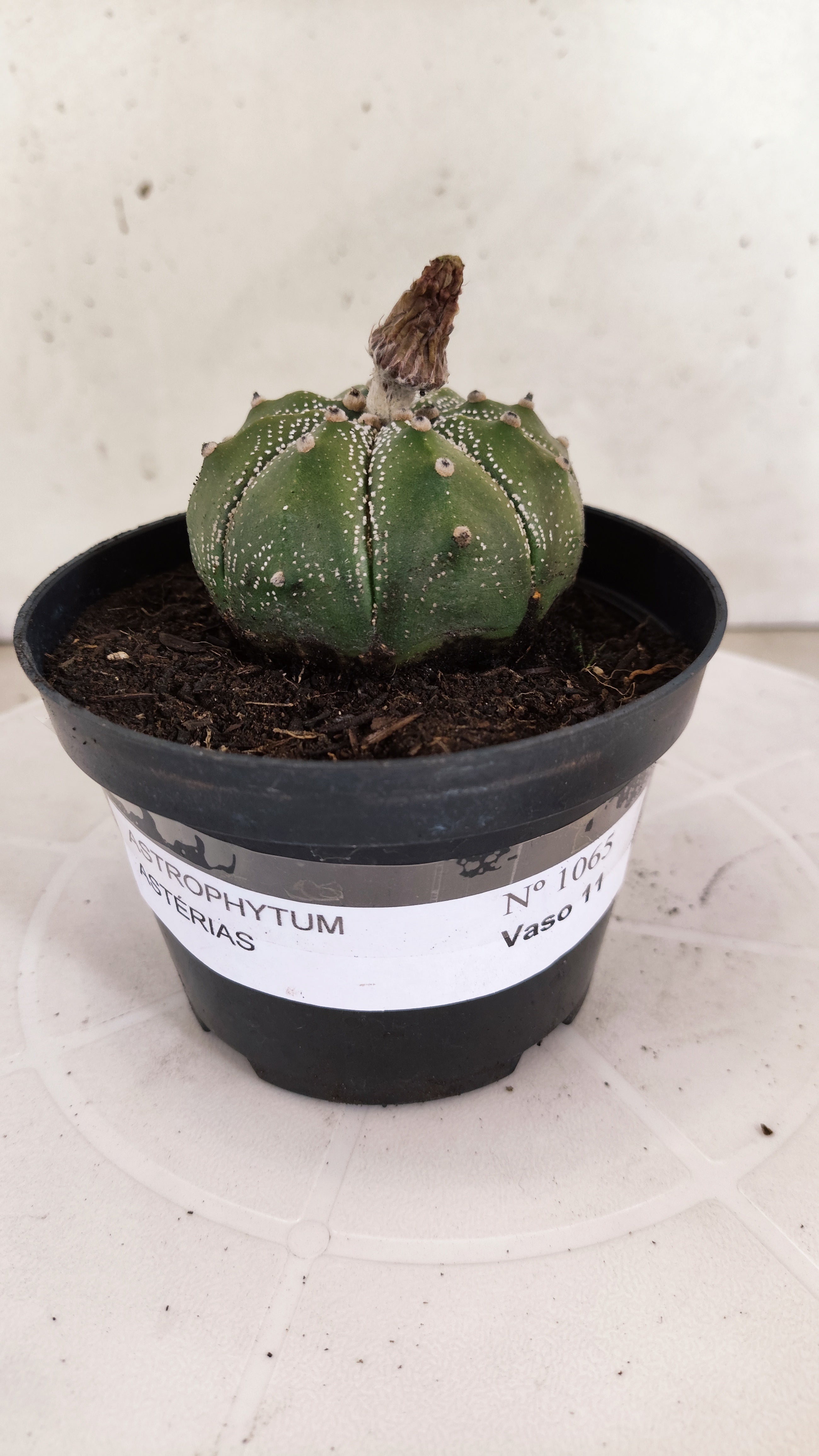 ASTROPHYTUM ASTERIAS   Nº 1065 – vaso 11