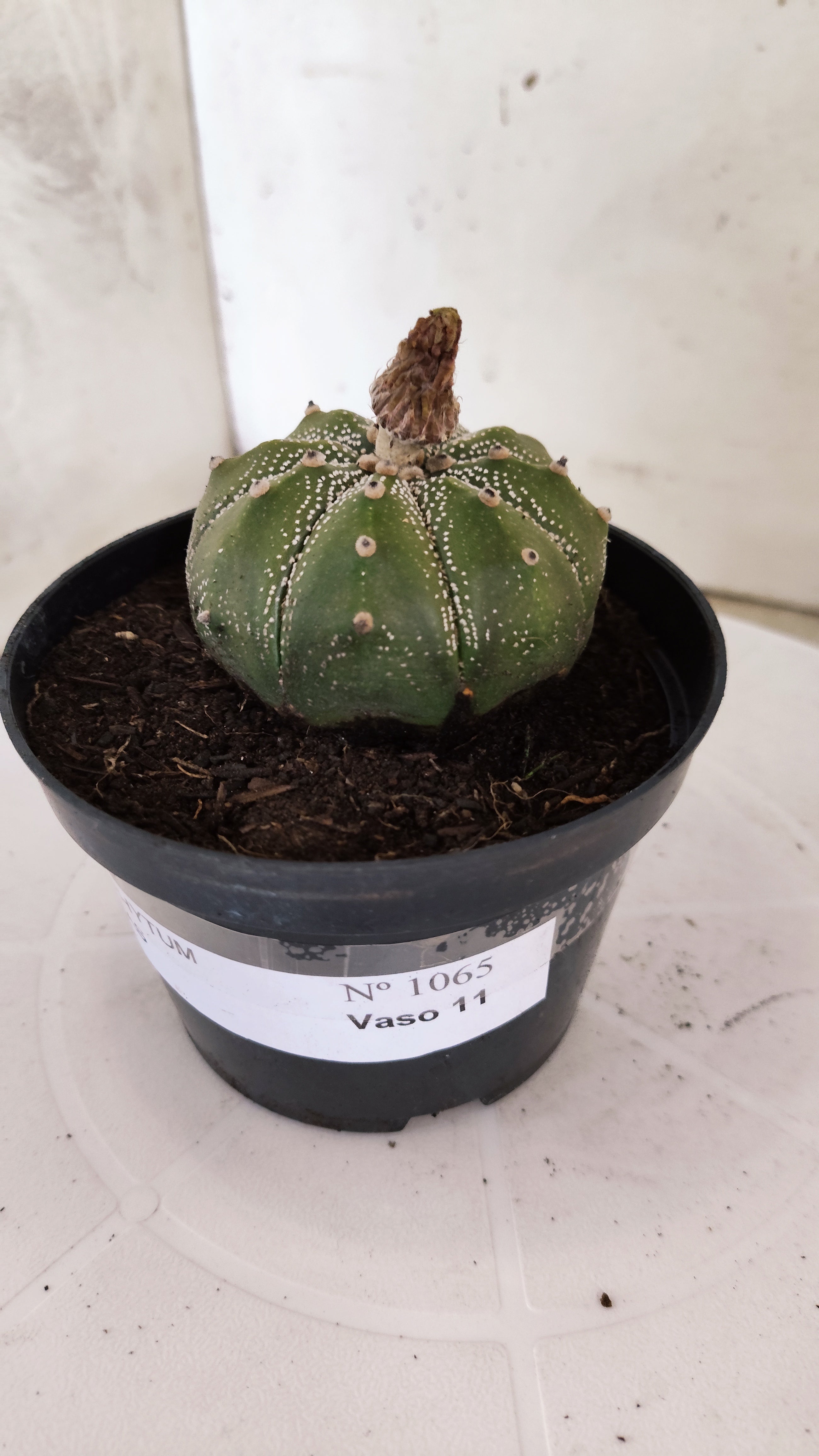ASTROPHYTUM ASTERIAS   Nº 1065 – vaso 11
