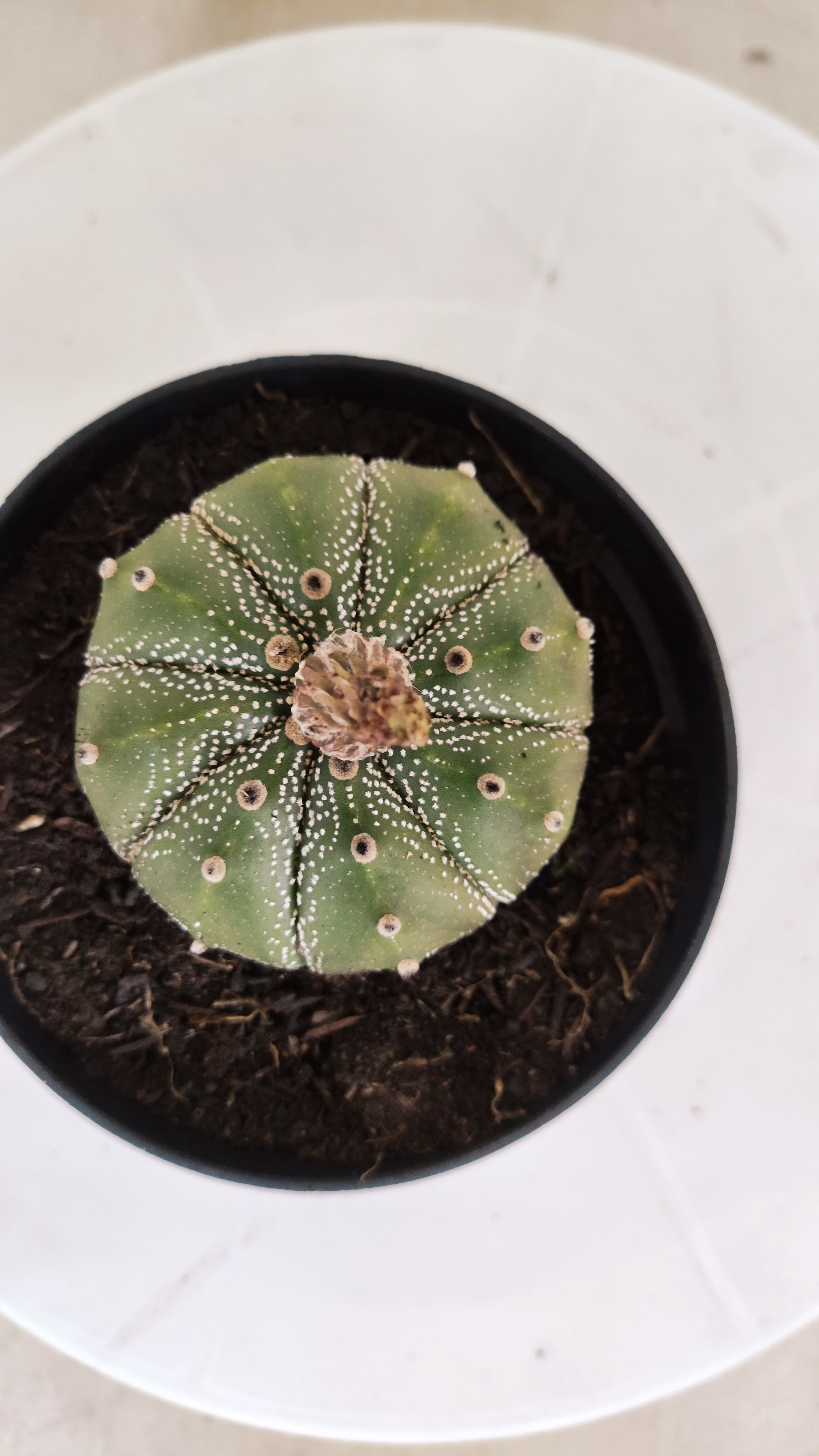 ASTROPHYTUM ASTERIAS   Nº 1065 – vaso 11