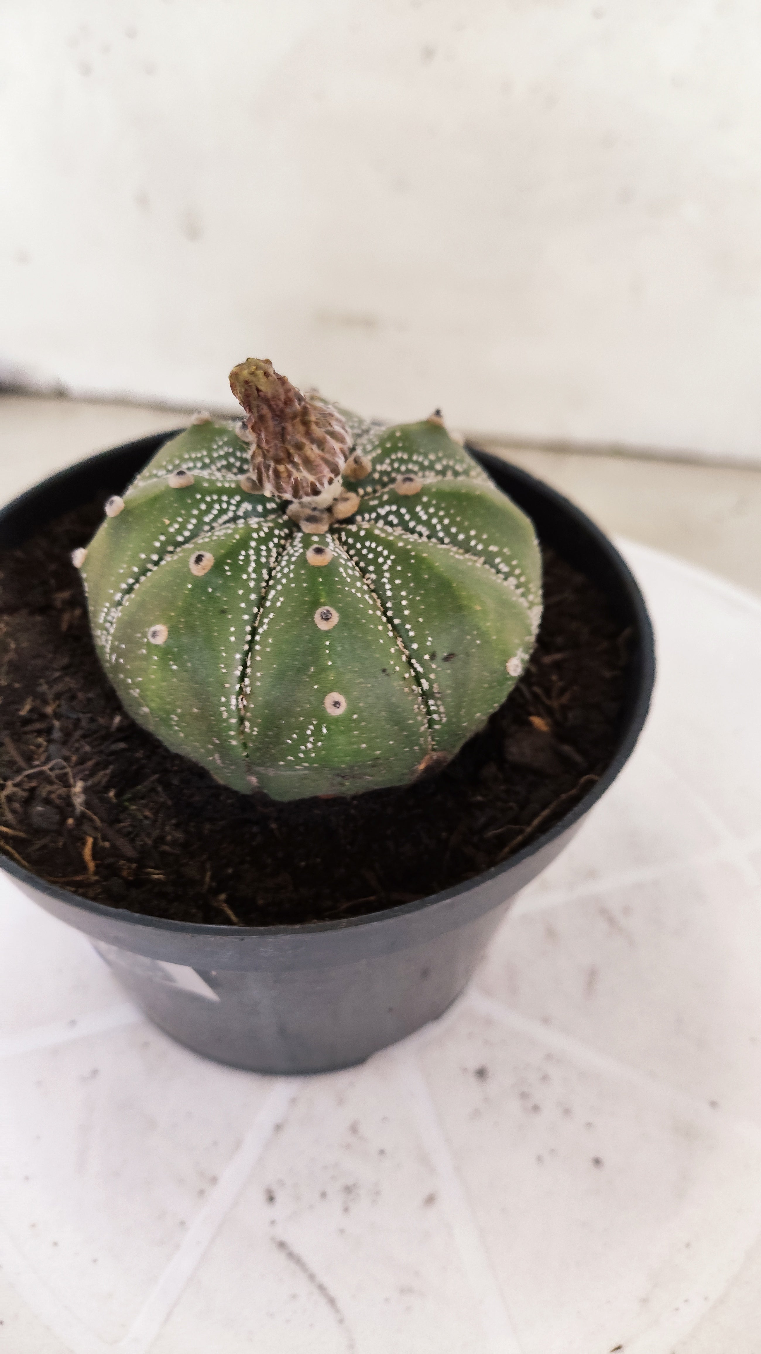 ASTROPHYTUM ASTERIAS   Nº 1065 – vaso 11