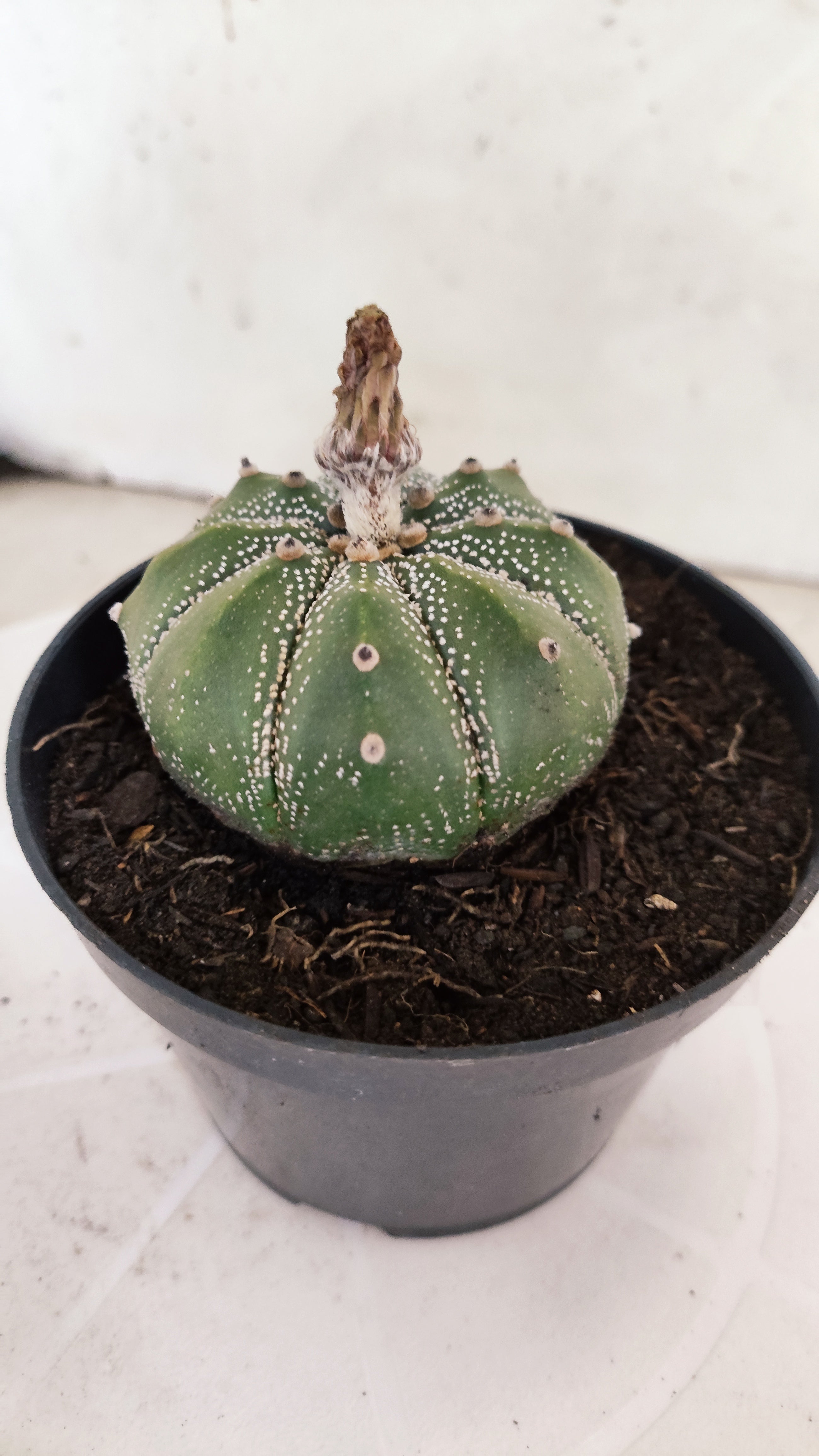 ASTROPHYTUM ASTERIAS   Nº 1065 – vaso 11
