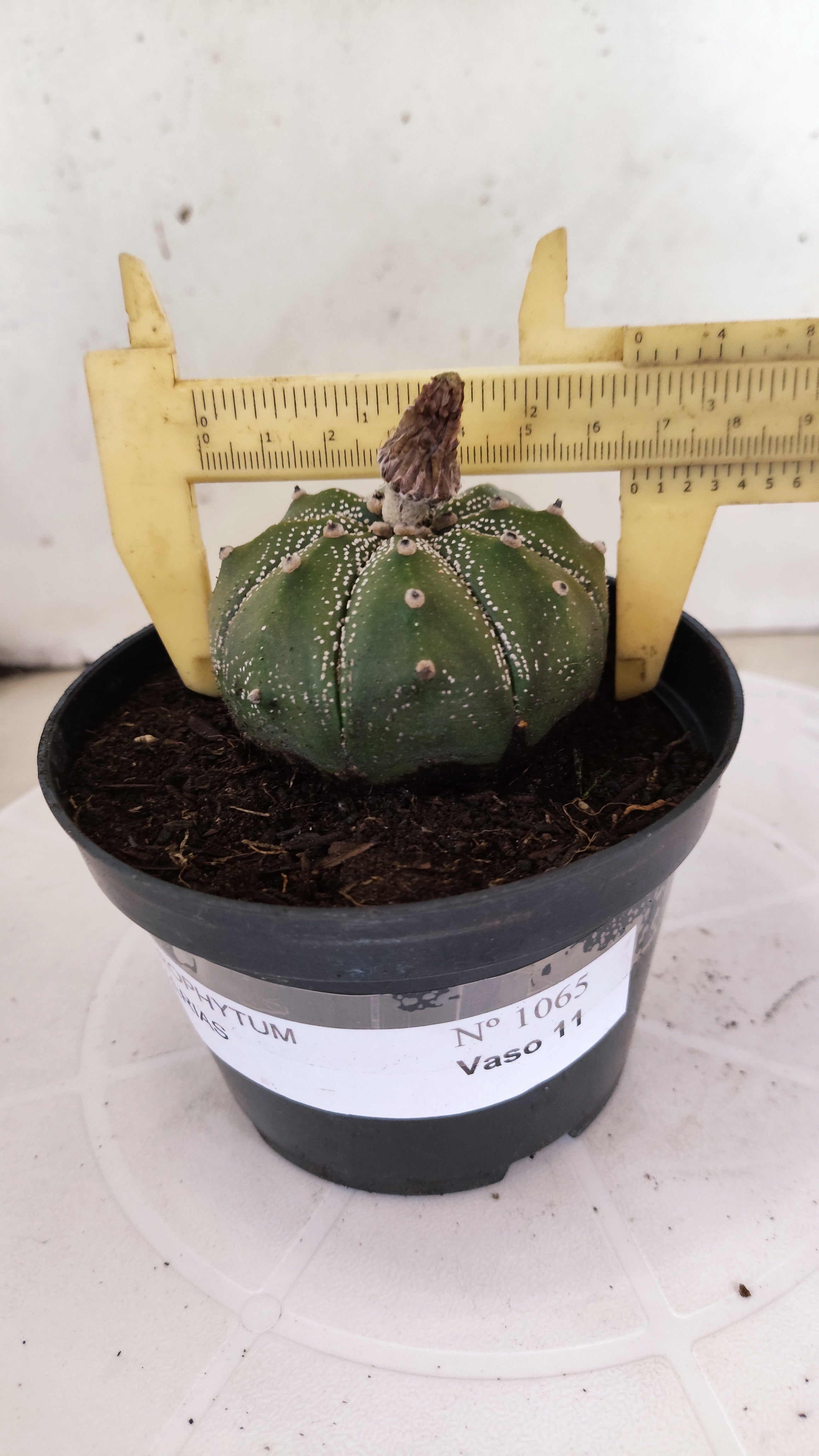 ASTROPHYTUM ASTERIAS   Nº 1065 – vaso 11