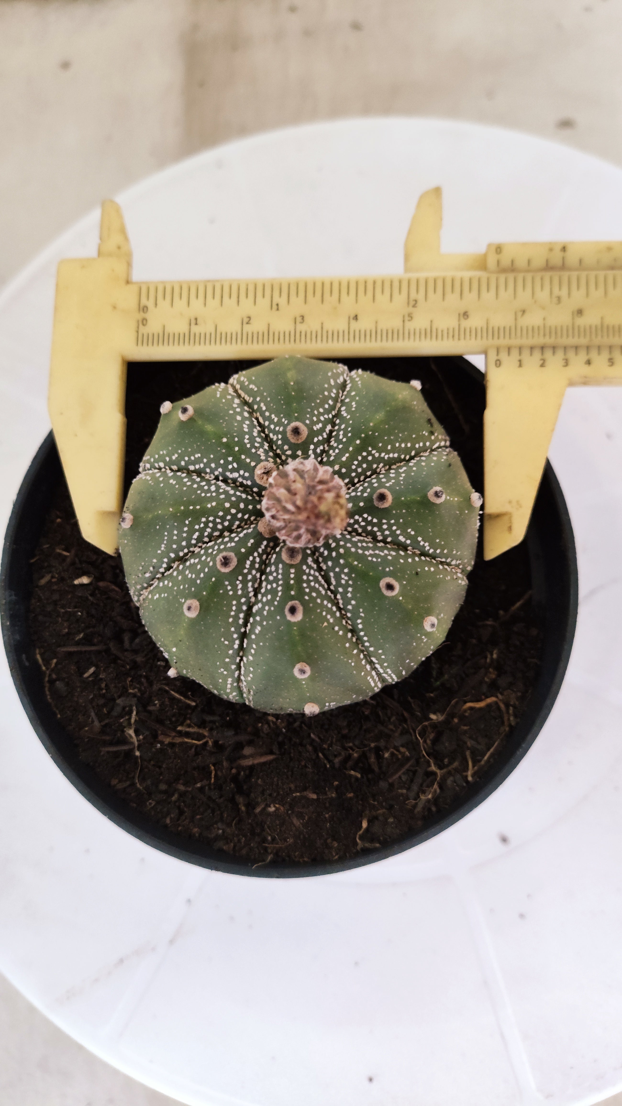 ASTROPHYTUM ASTERIAS   Nº 1065 – vaso 11
