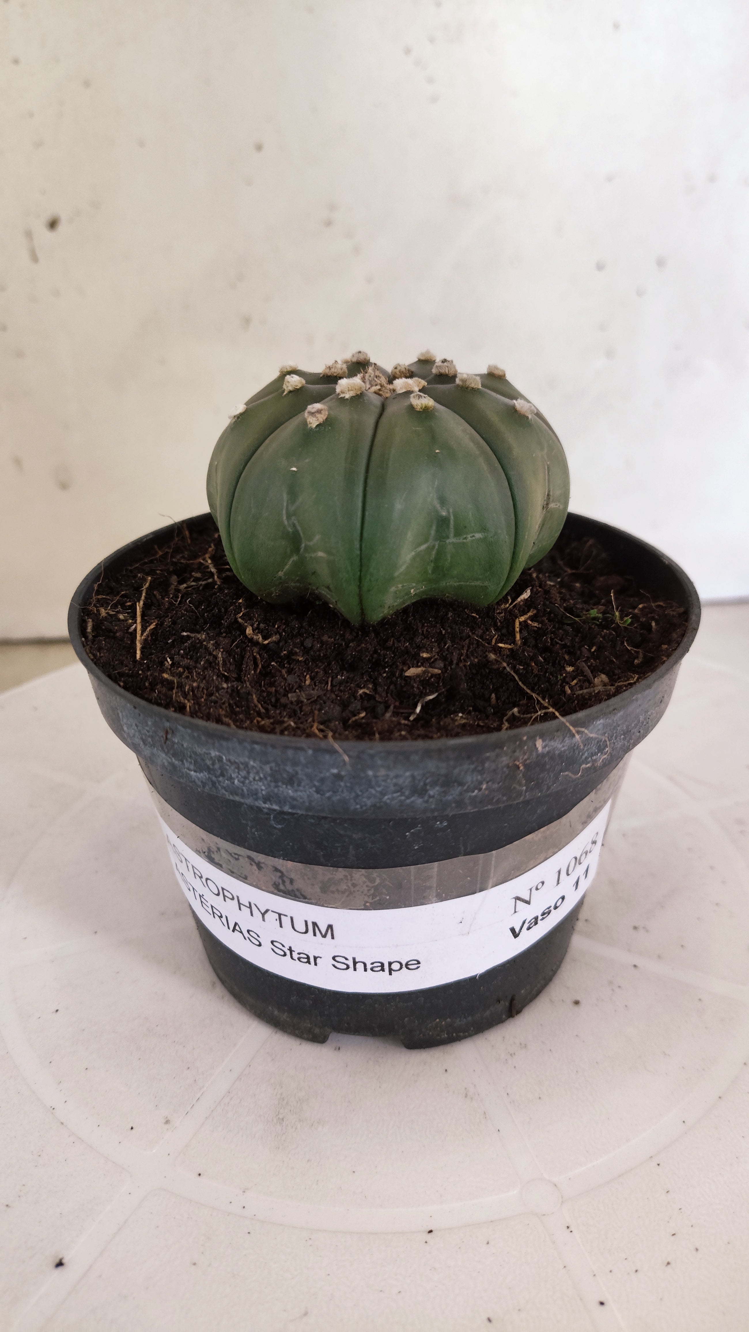 ASTROPHYTUM ASTERIAS "Star Shape"   Nº 1068 – vaso 11