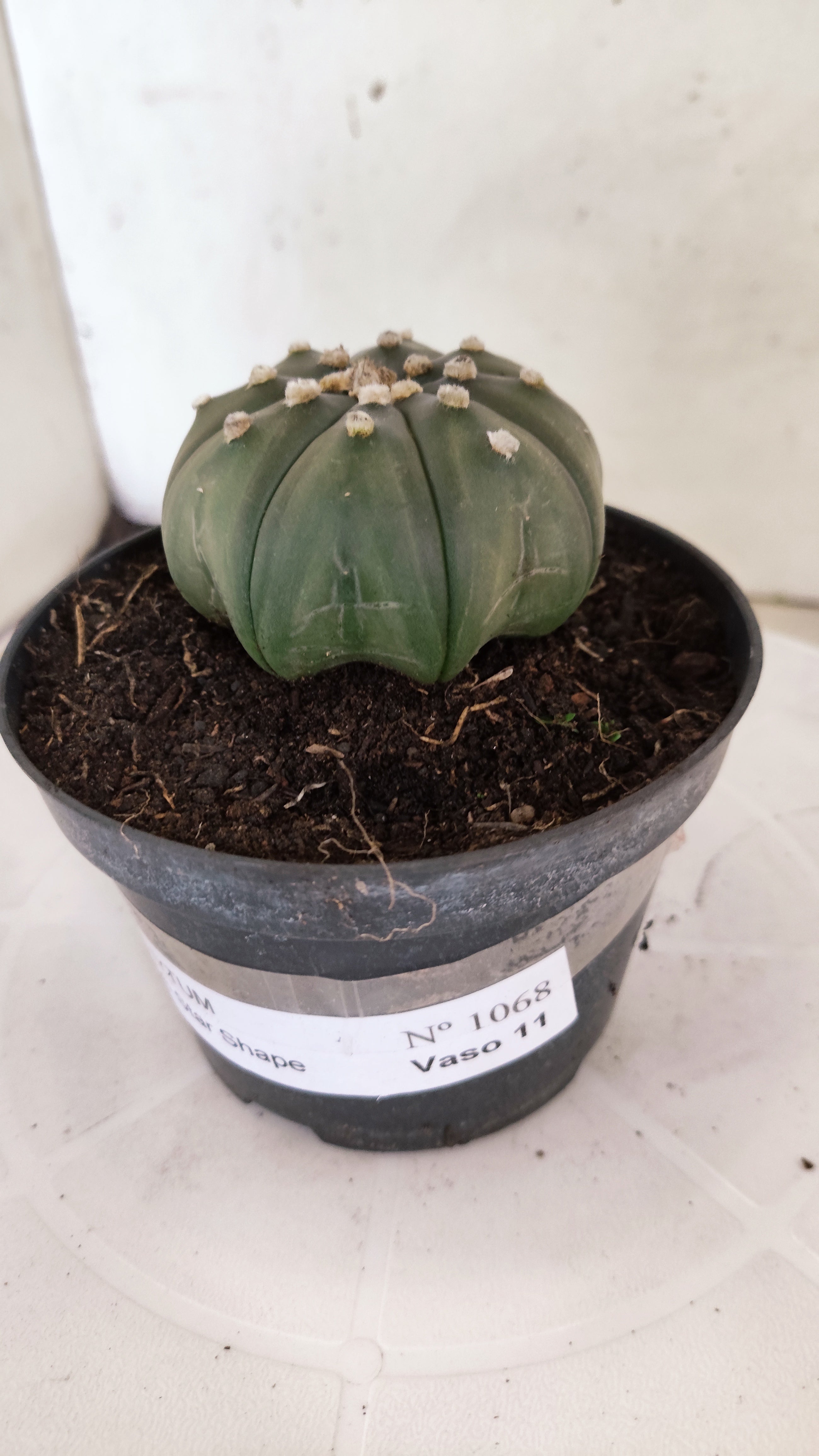 ASTROPHYTUM ASTERIAS "Star Shape"   Nº 1068 – vaso 11