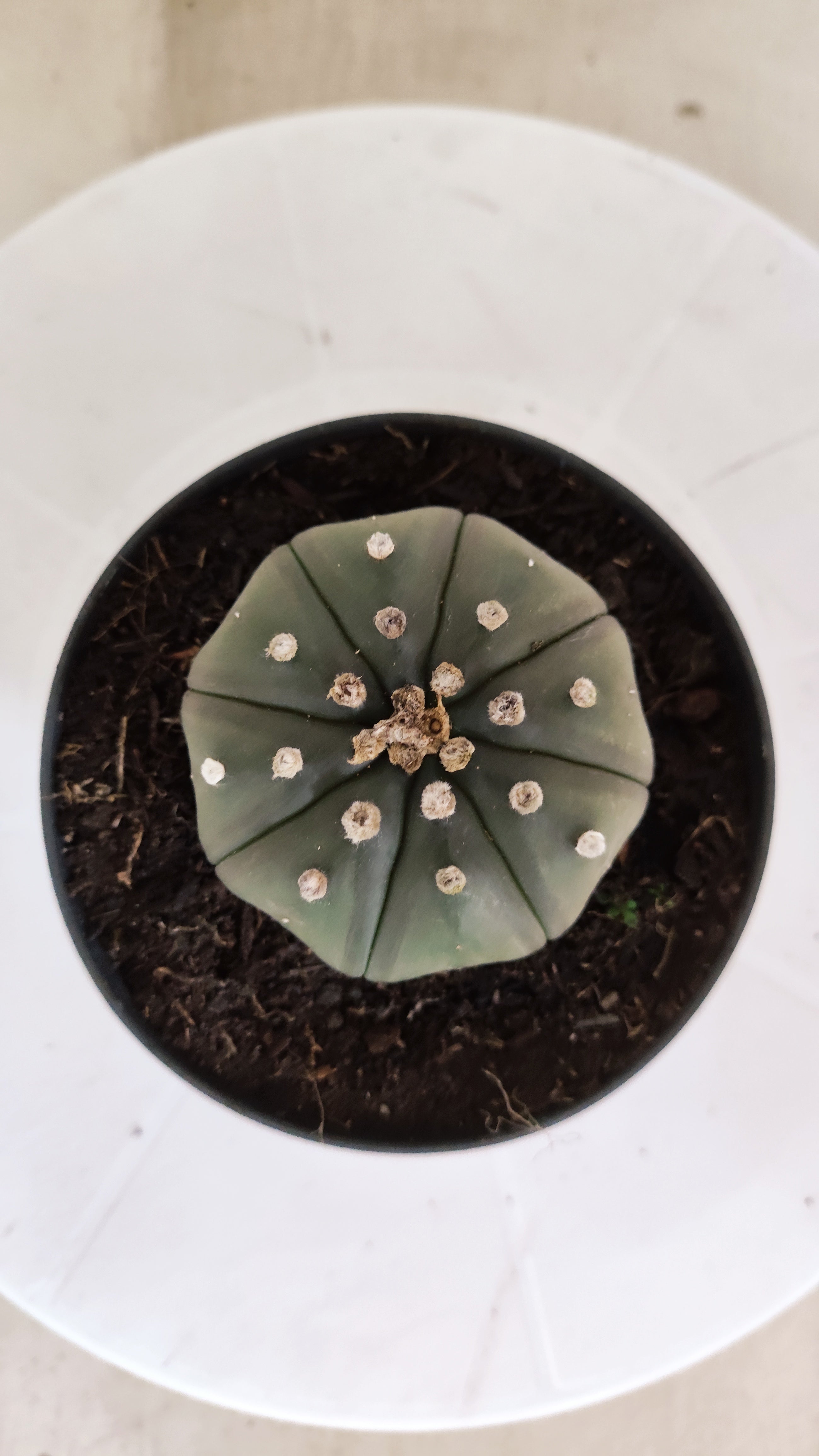 ASTROPHYTUM ASTERIAS "Star Shape"   Nº 1068 – vaso 11