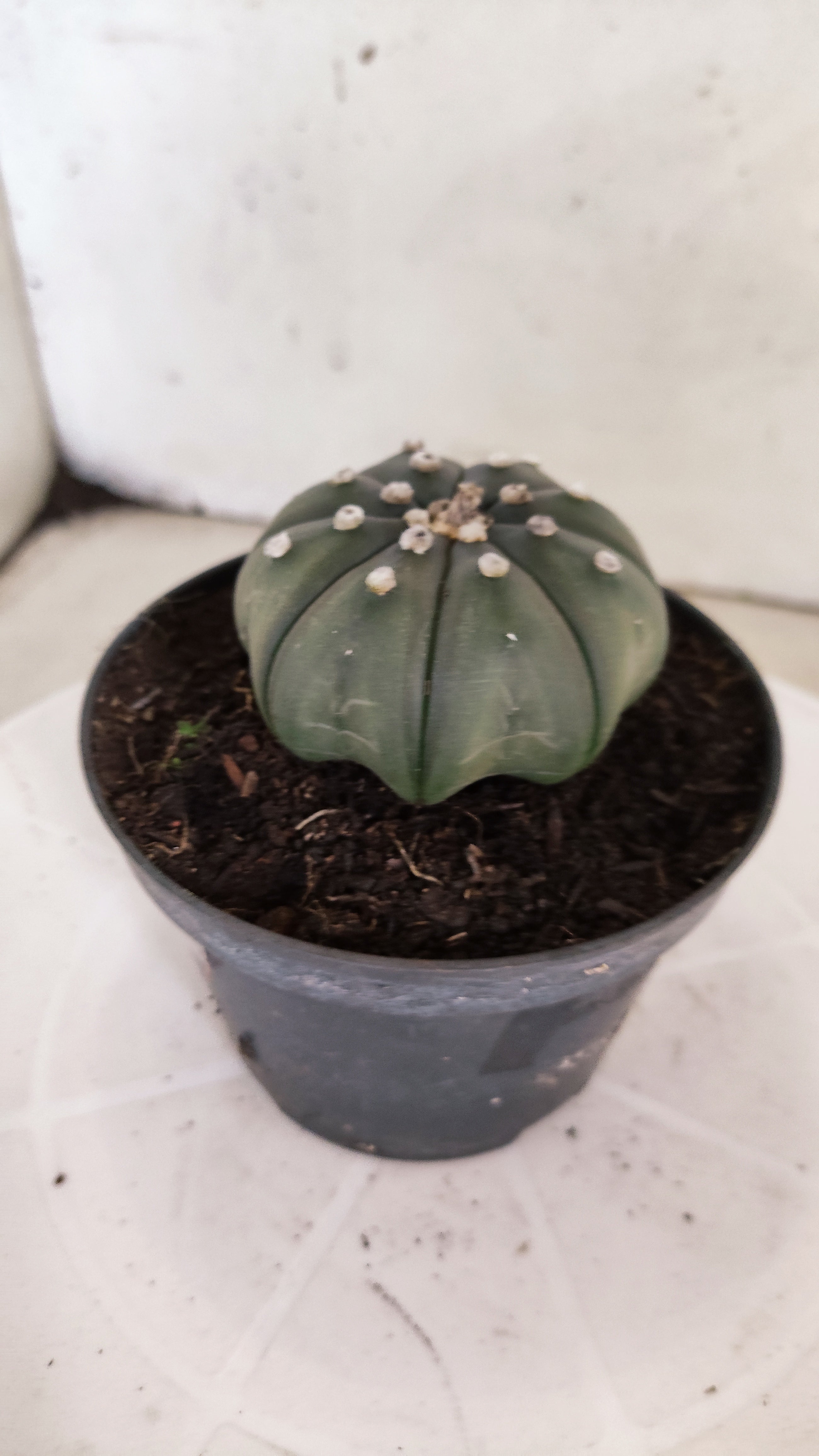 ASTROPHYTUM ASTERIAS "Star Shape"   Nº 1068 – vaso 11