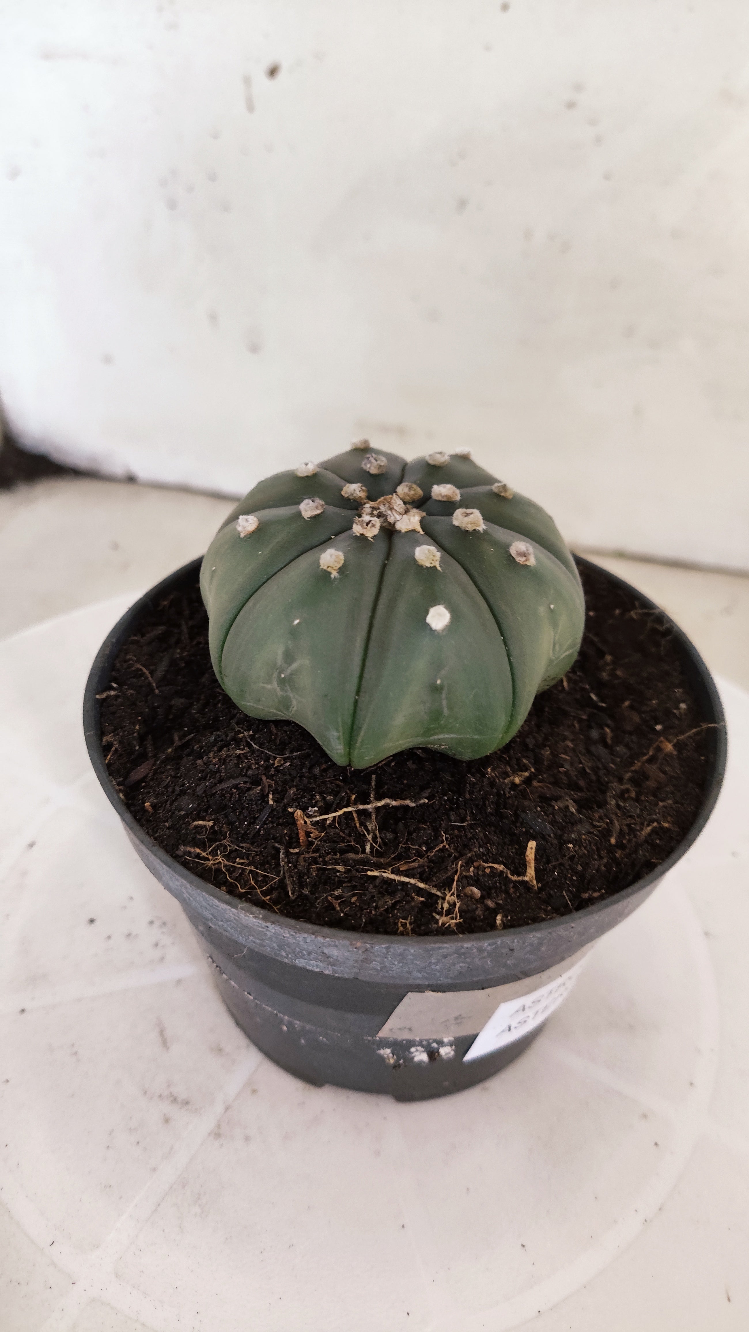 ASTROPHYTUM ASTERIAS "Star Shape"   Nº 1068 – vaso 11