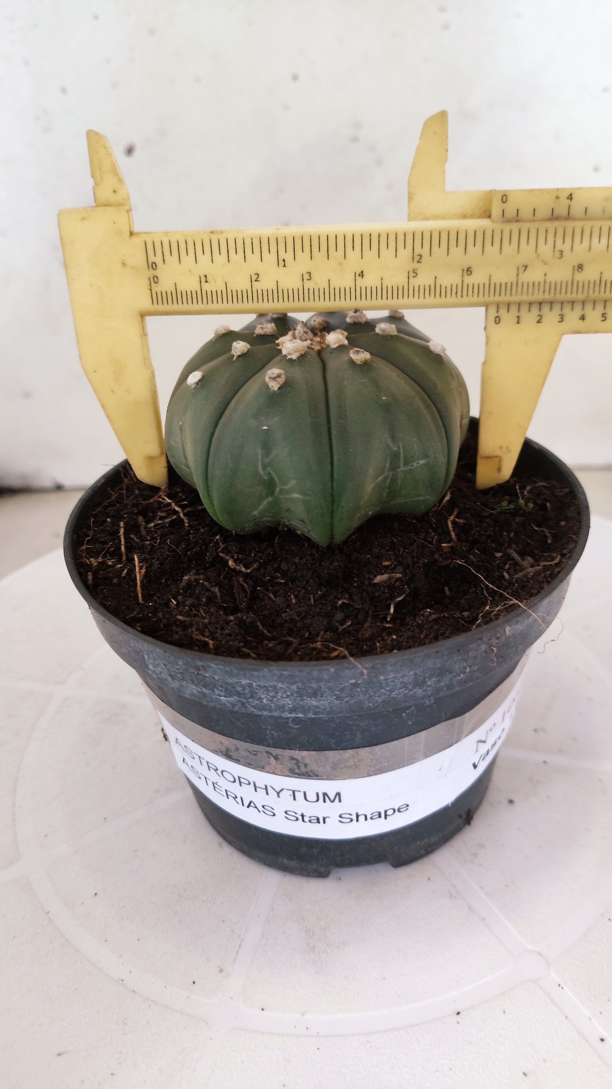 ASTROPHYTUM ASTERIAS "Star Shape"   Nº 1068 – vaso 11