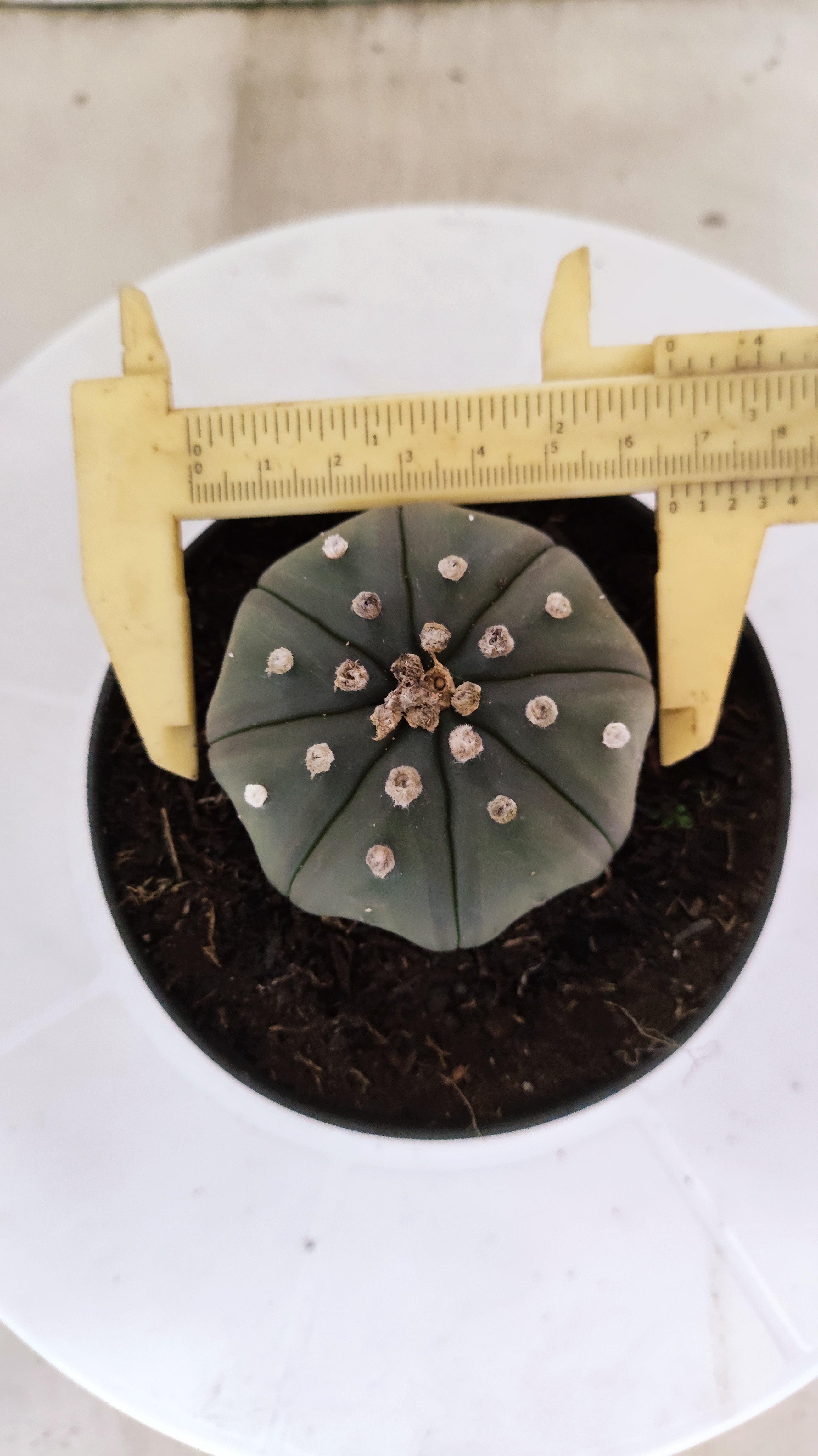 ASTROPHYTUM ASTERIAS "Star Shape"   Nº 1068 – vaso 11