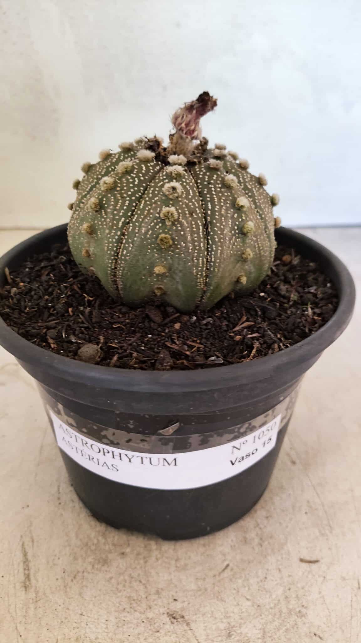 MATRIZ ASTROPHYTUM ASTERIAS Nº 1050 – vaso 15 - foto 2