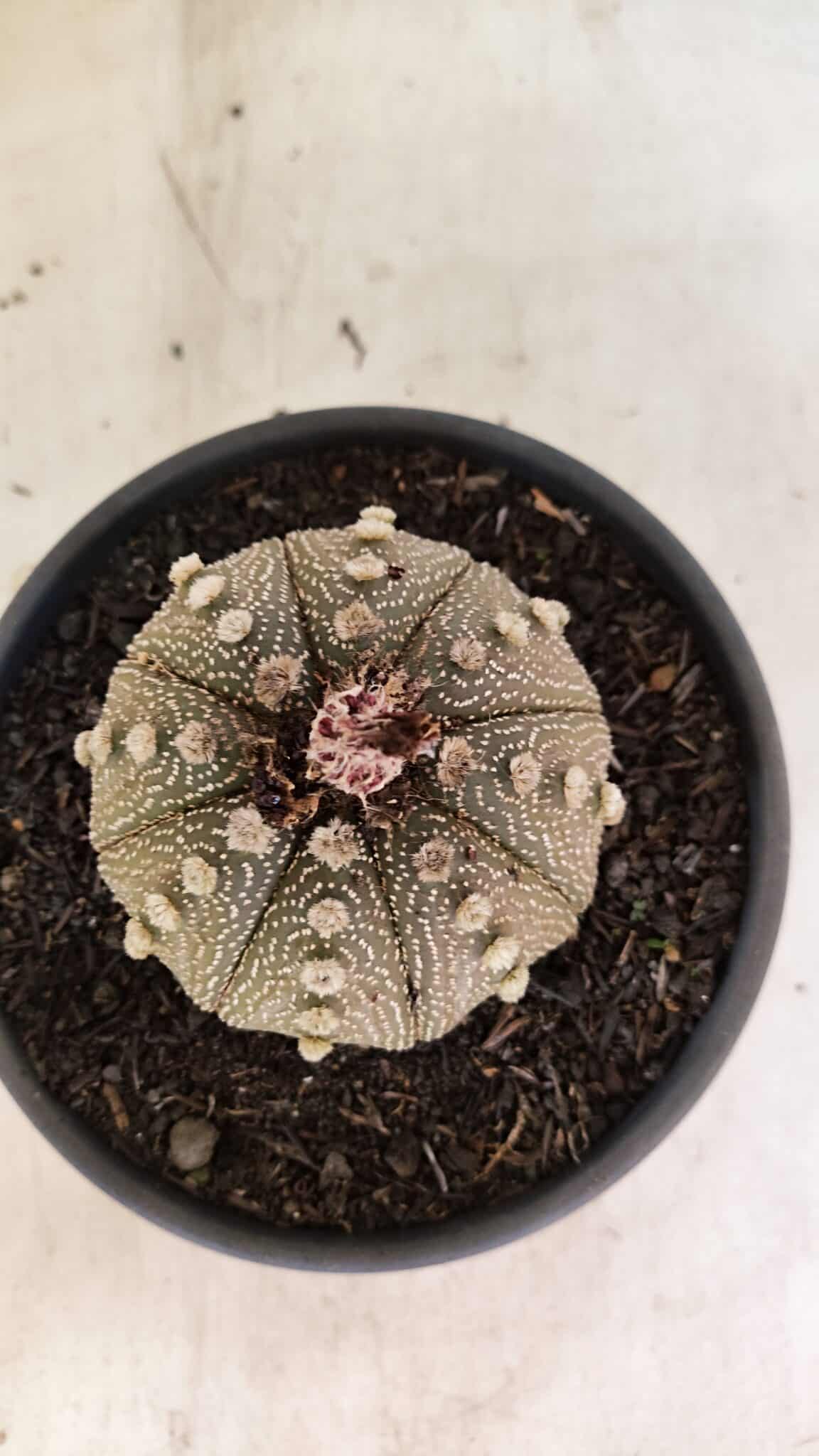 MATRIZ ASTROPHYTUM ASTERIAS Nº 1050 – vaso 15 - foto 3