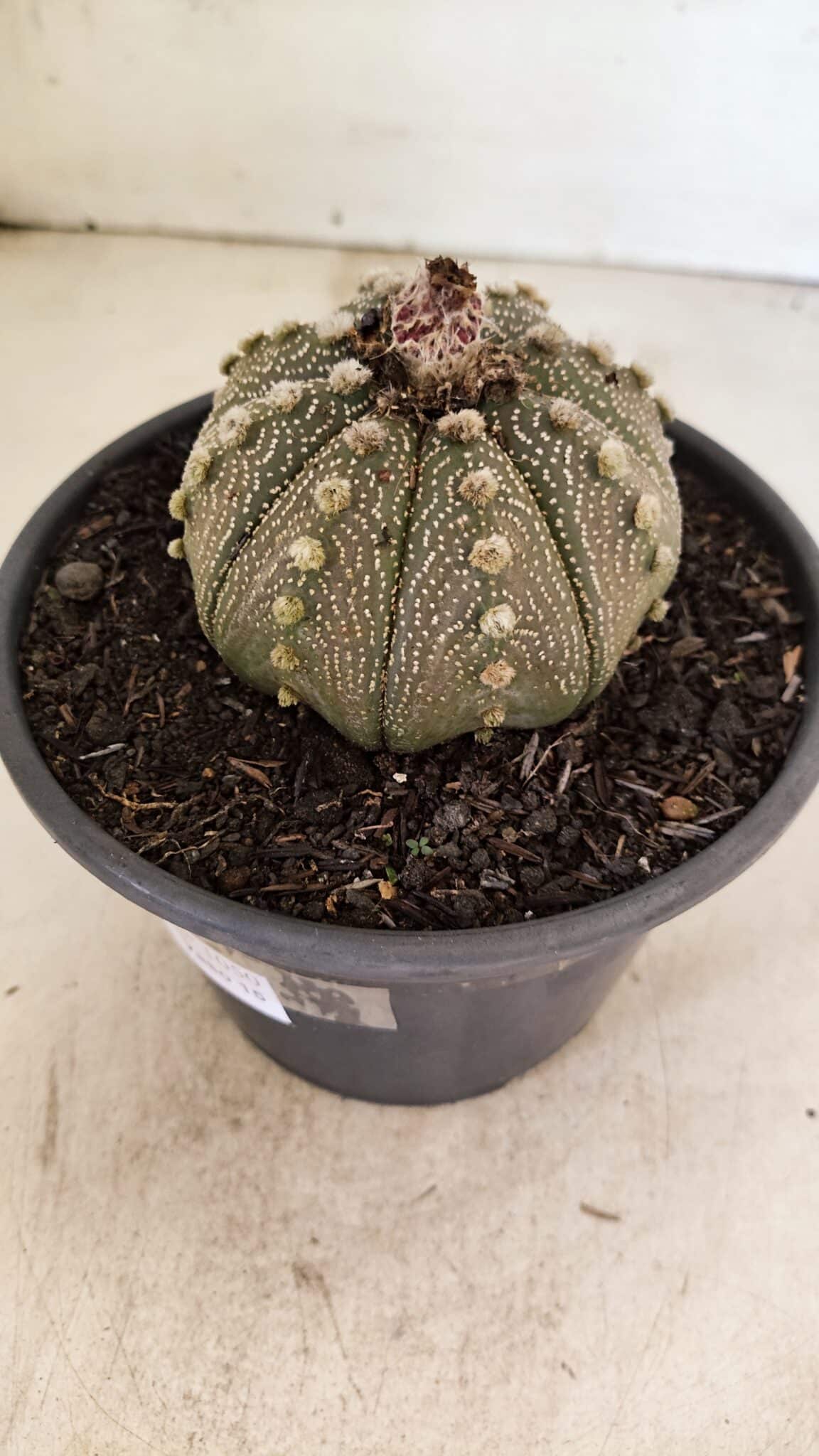 MATRIZ ASTROPHYTUM ASTERIAS Nº 1050 – vaso 15 - foto 8