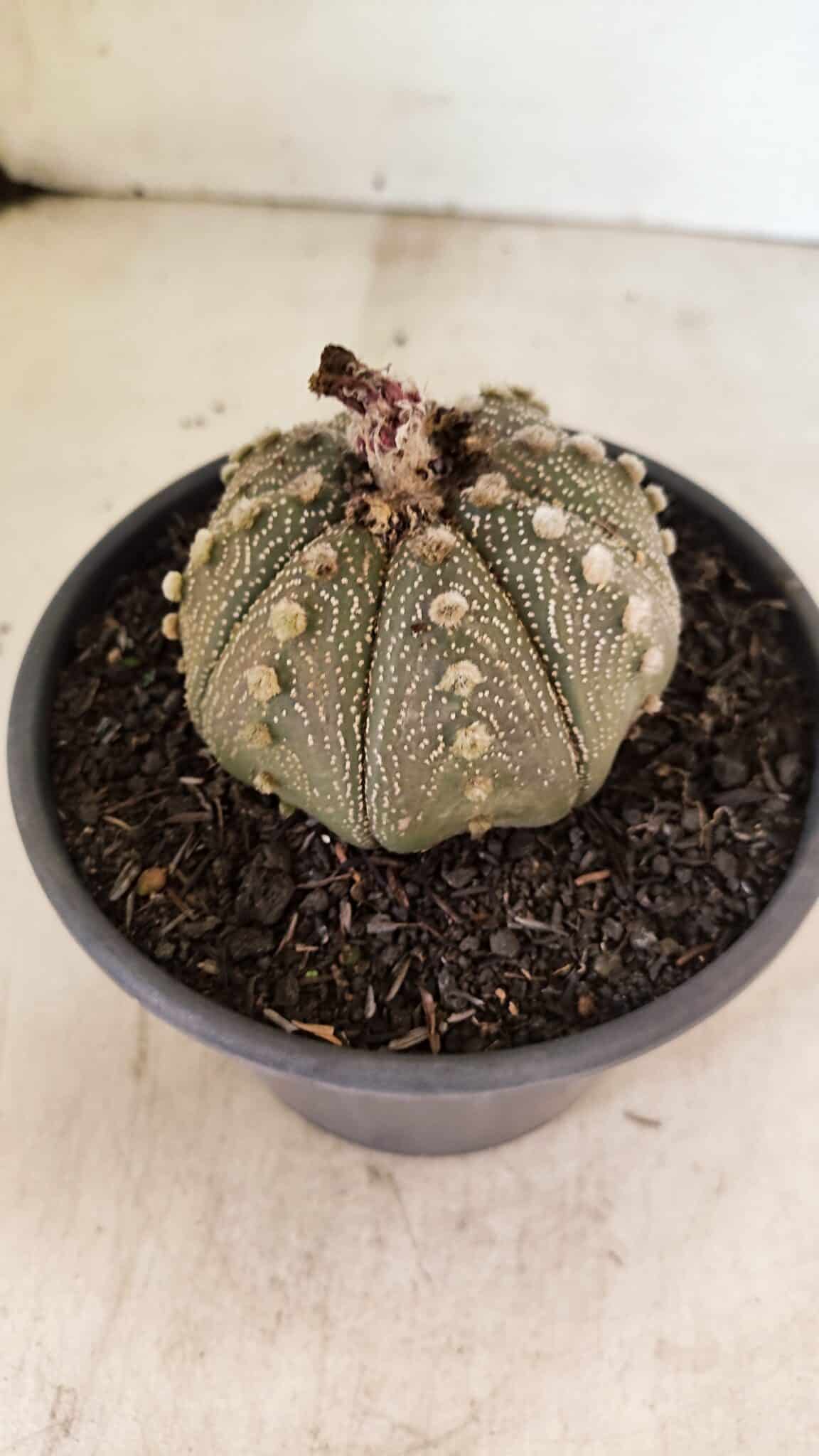 MATRIZ ASTROPHYTUM ASTERIAS Nº 1050 – vaso 15 - foto 7