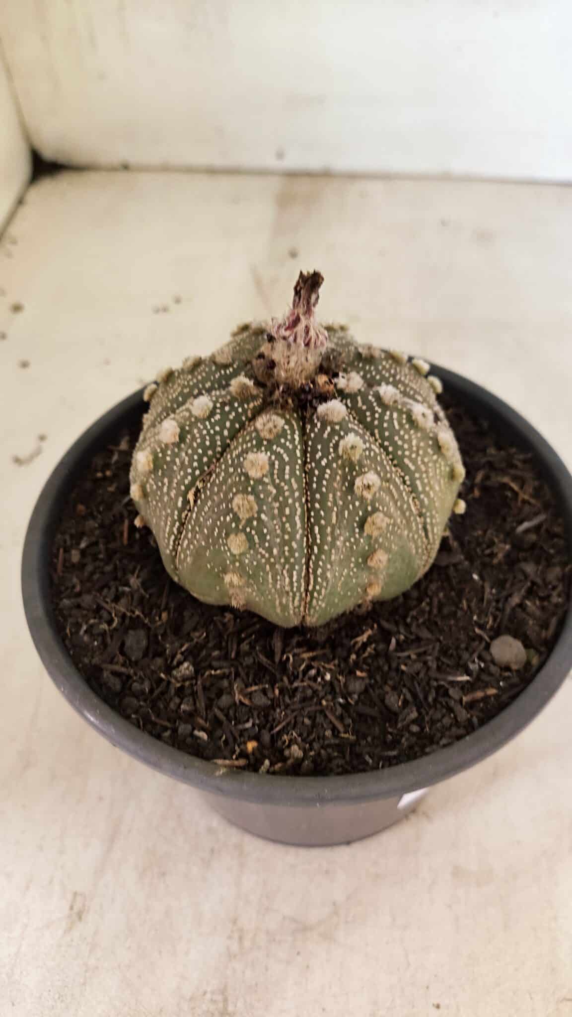MATRIZ ASTROPHYTUM ASTERIAS Nº 1050 – vaso 15 - foto 6