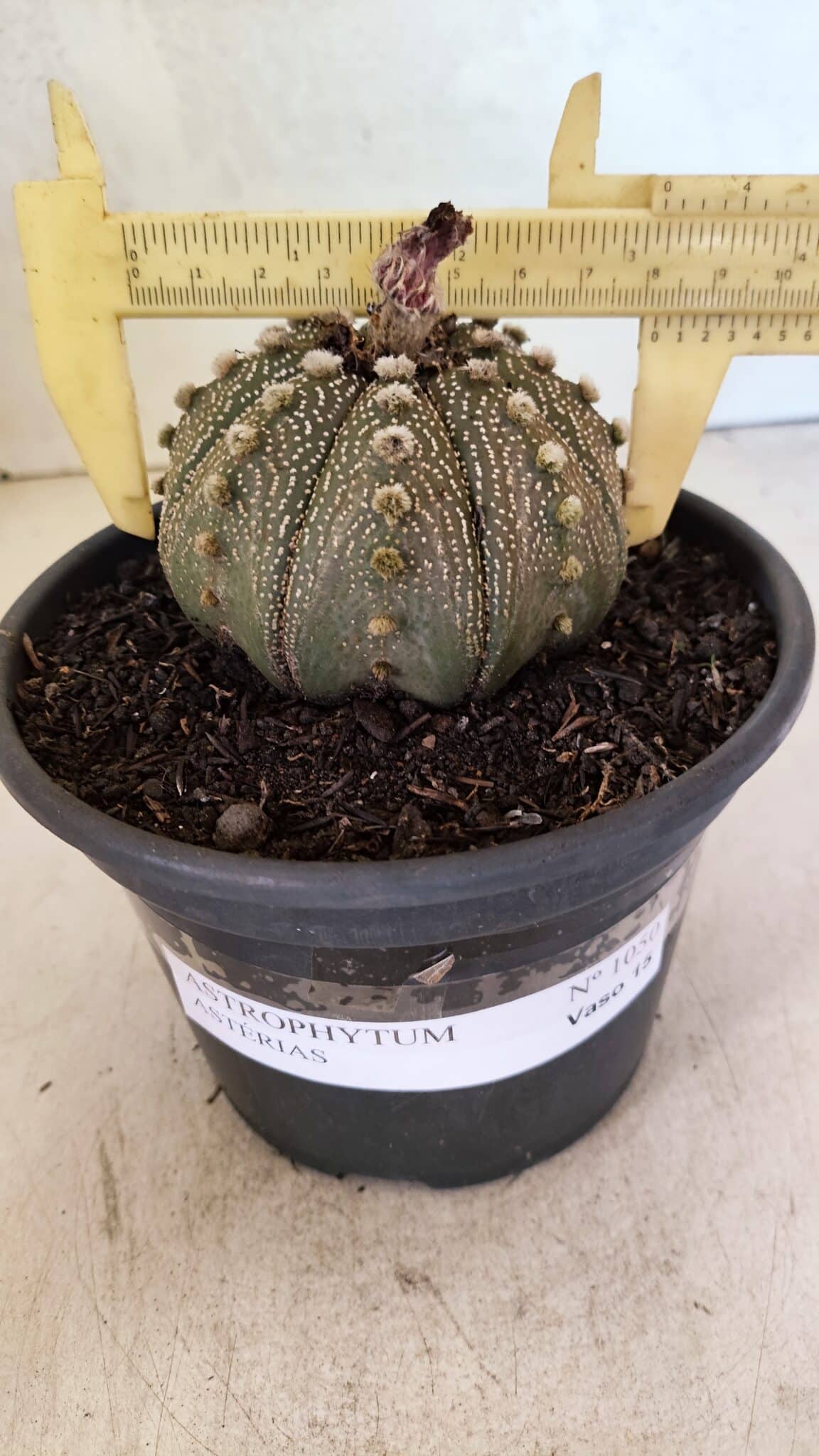 MATRIZ ASTROPHYTUM ASTERIAS Nº 1050 – vaso 15 - foto 4