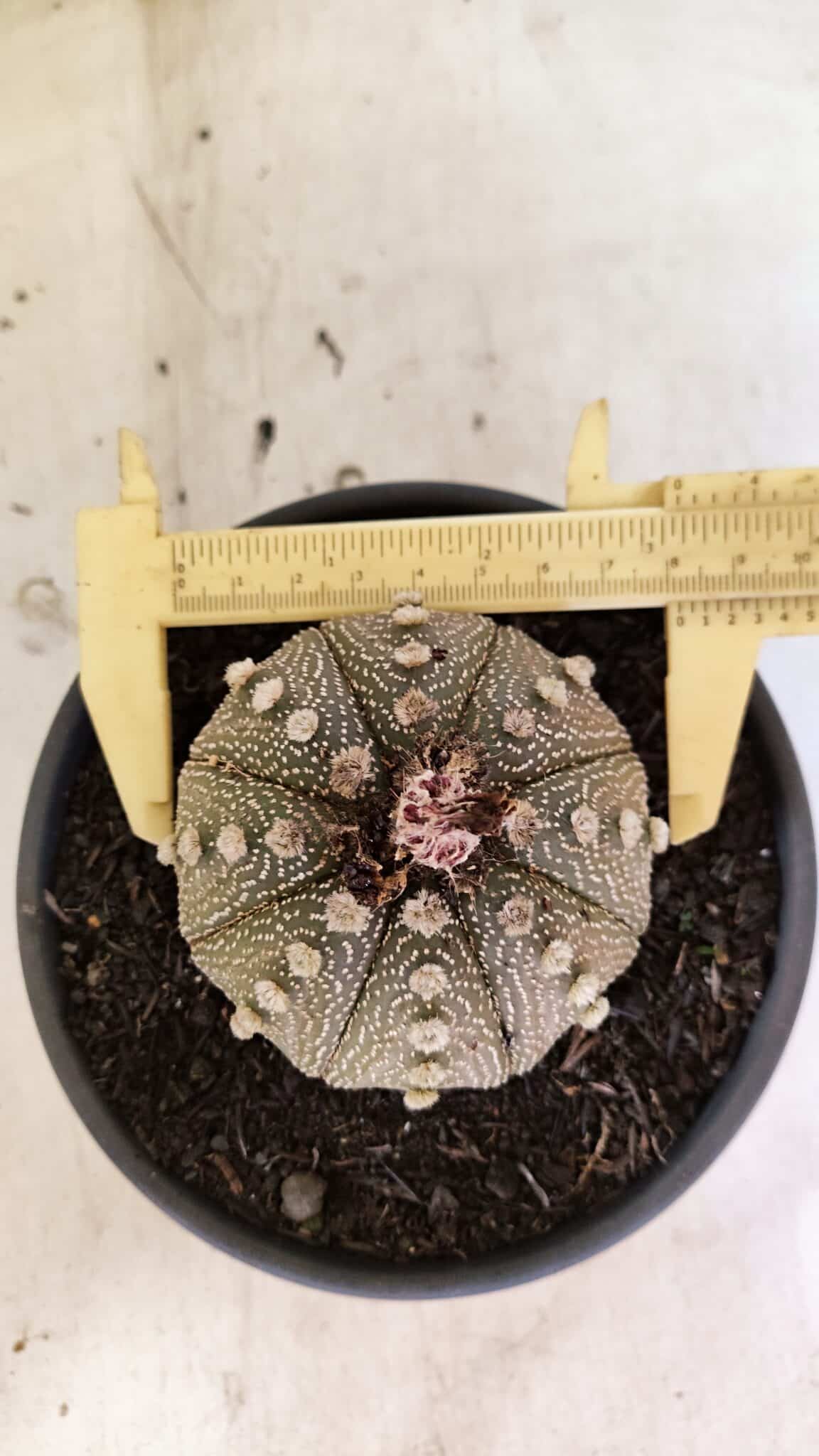MATRIZ ASTROPHYTUM ASTERIAS Nº 1050 – vaso 15 - foto 5